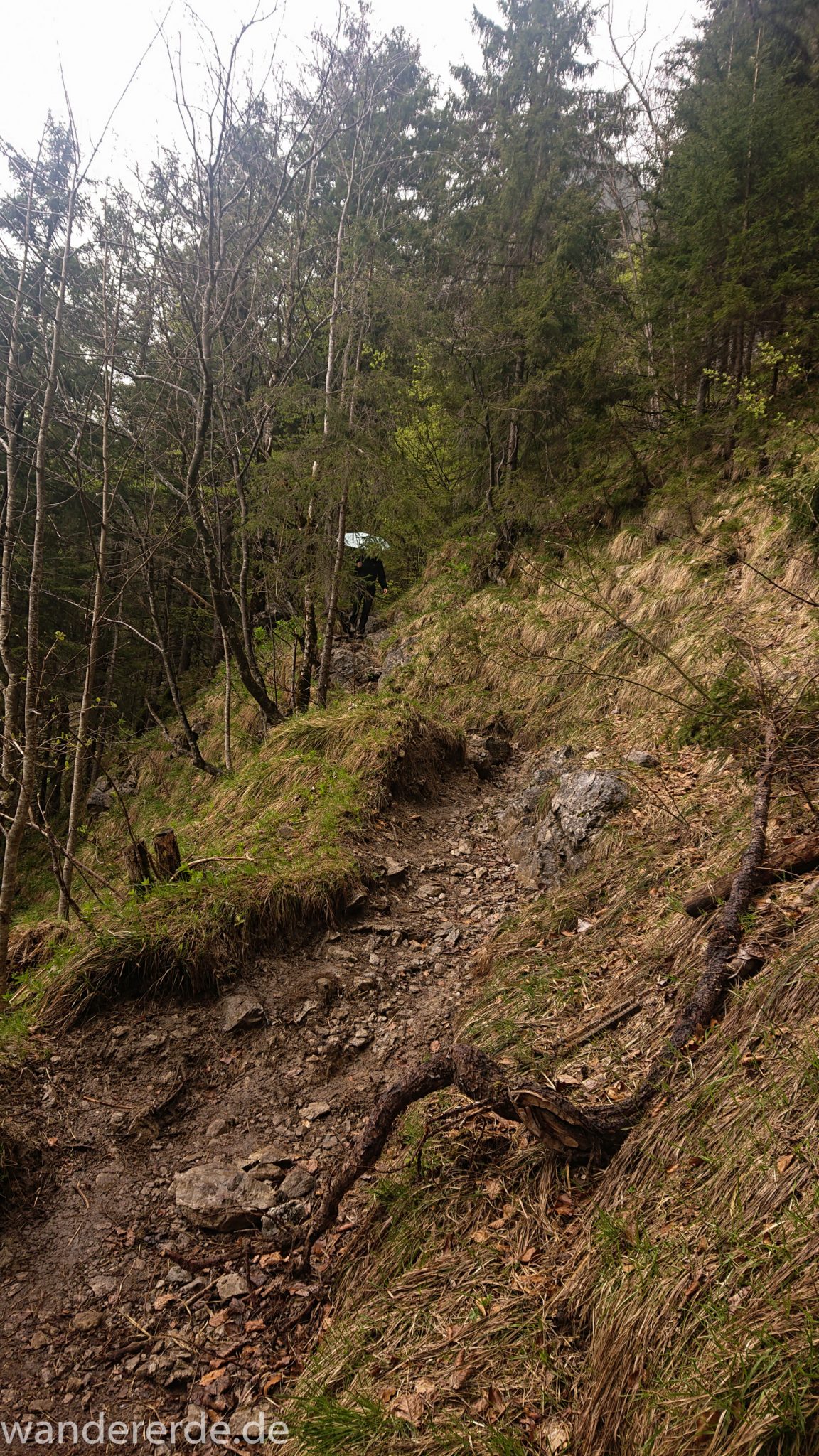 Wanderung Oberstdorf nach Gerstruben im Allgäu, Bayern, Wanderweg führt nach Bergbauerndorf Gerstruben über sehr empfehlenswerten aber steilen Weg Hölltobel wieder abwärts, grüner Wald