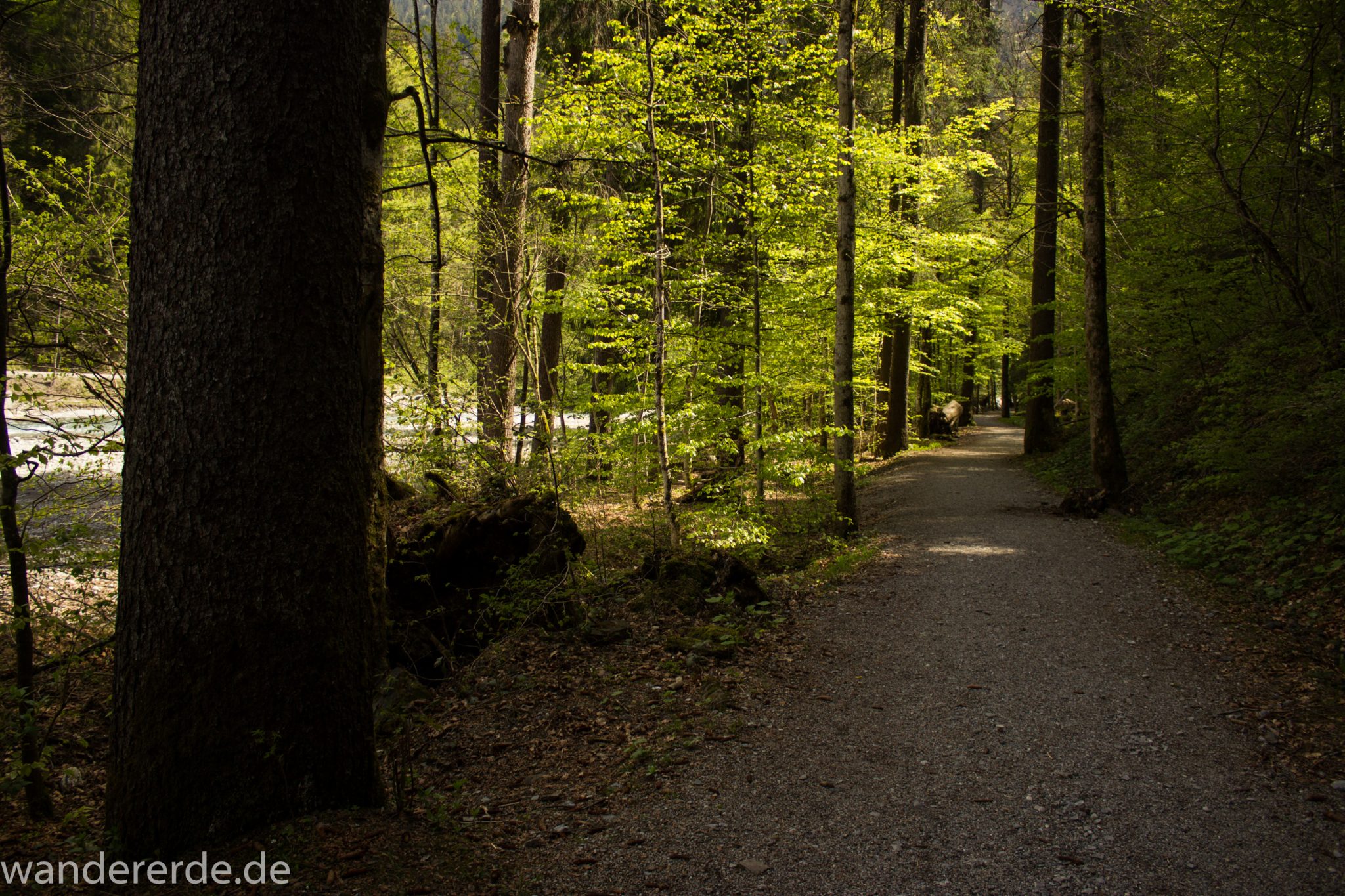 Wanderung Oberstdorf nach Gerstruben im Allgäu, Bayern, Wanderweg durch das Trettachtal, Uferweg mit schönen Bäumen, sattgrüner Wald, Frühling in den Bergen