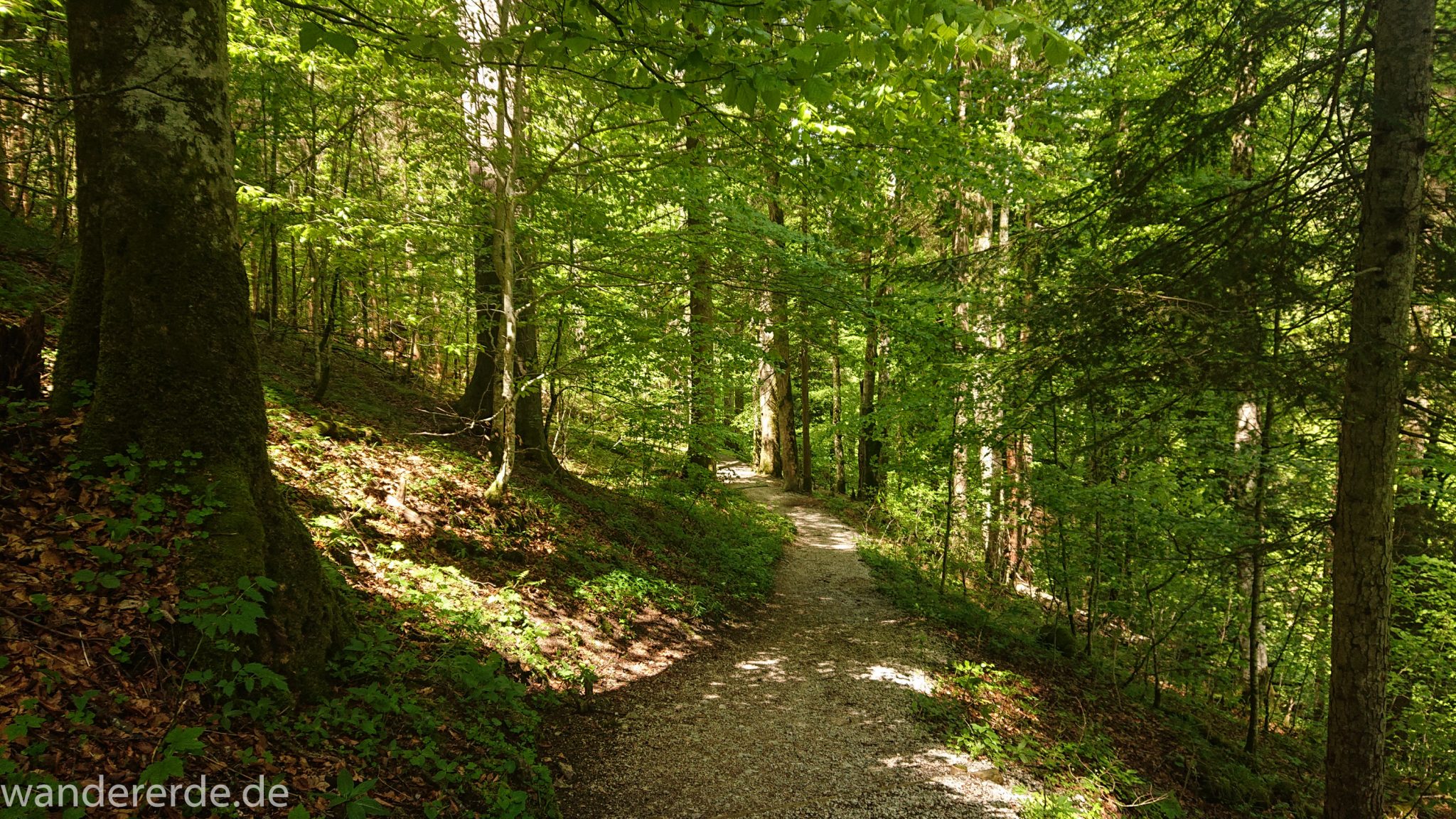 Rundwanderung Partnachklamm im Wettersteingebirge bei Garmisch-Partenkirchen, Bayern, Pfad führt bergauf zum Wanderweg Hoher Weg umgeben von schönem, dichten Wald, über die Partnachalm Möglichkeit zum Rundweg zurück nach Garmisch-Partenkirchen