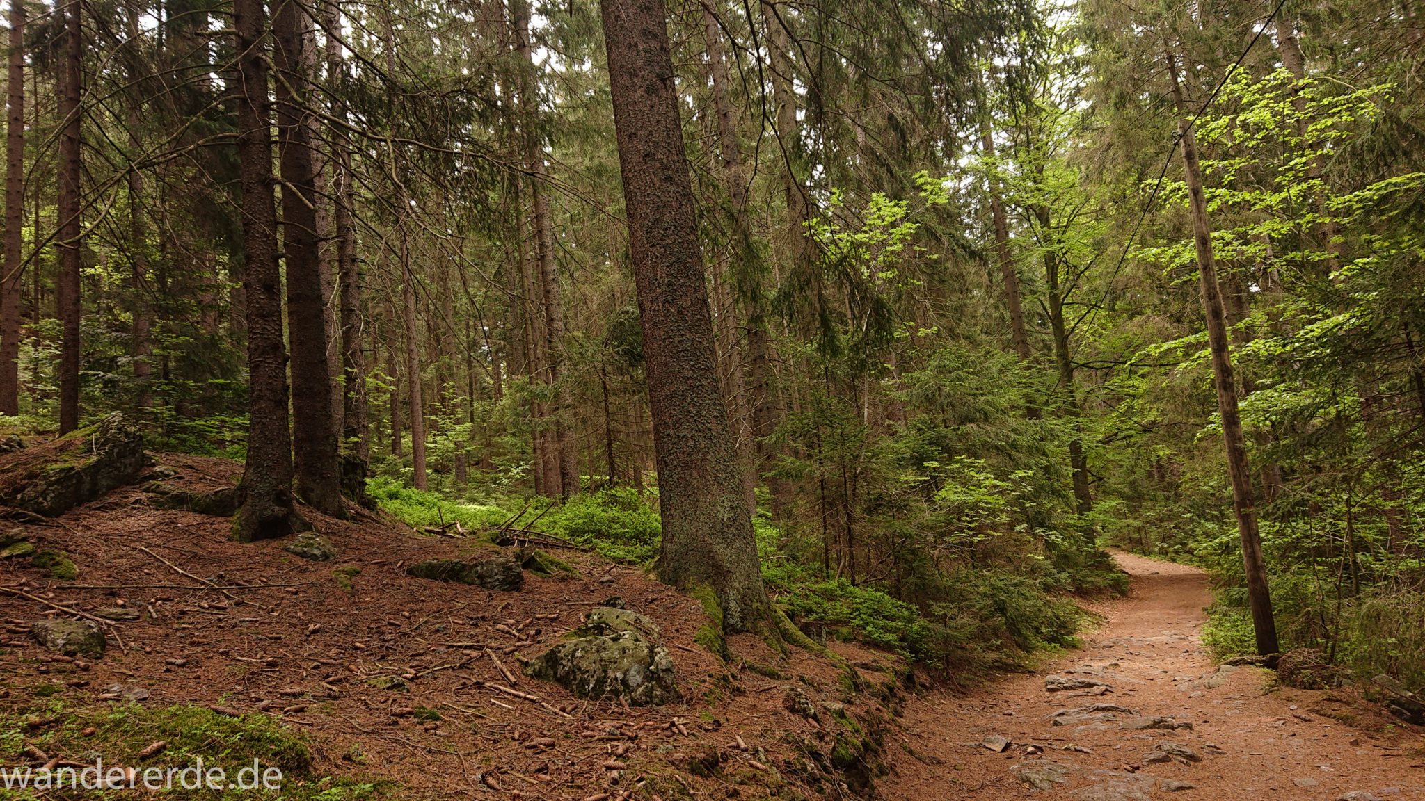 Rundwanderung zum Großen Arber im Bayerischen Wald, naturbelassener Waldweg führt zum kleinen Arbersee, schöner und dichter Wald, Mischwald Laub- und Nadelbäume, Frühjahr im bayerischen Wald