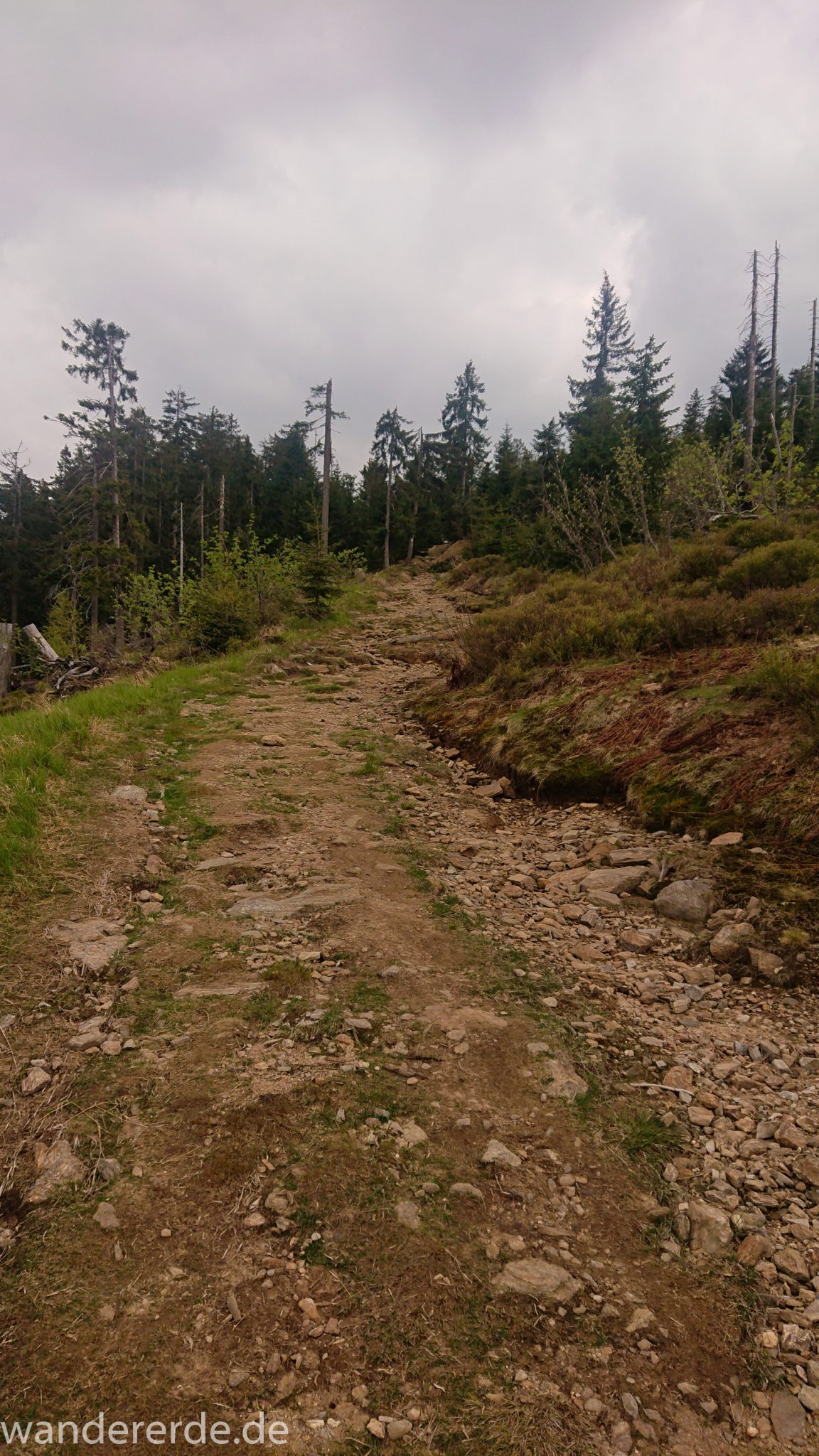 Rundwanderung zum Großen Arber im Bayerischen Wald, Wanderweg zum Berg kleiner Arber, grober Wanderweg, teils exponierte Lage, dann wieder durch schönen und dichten Wald, Mischwald aus Laub- und Nadelbäume, Frühjahr im bayerischen Wald