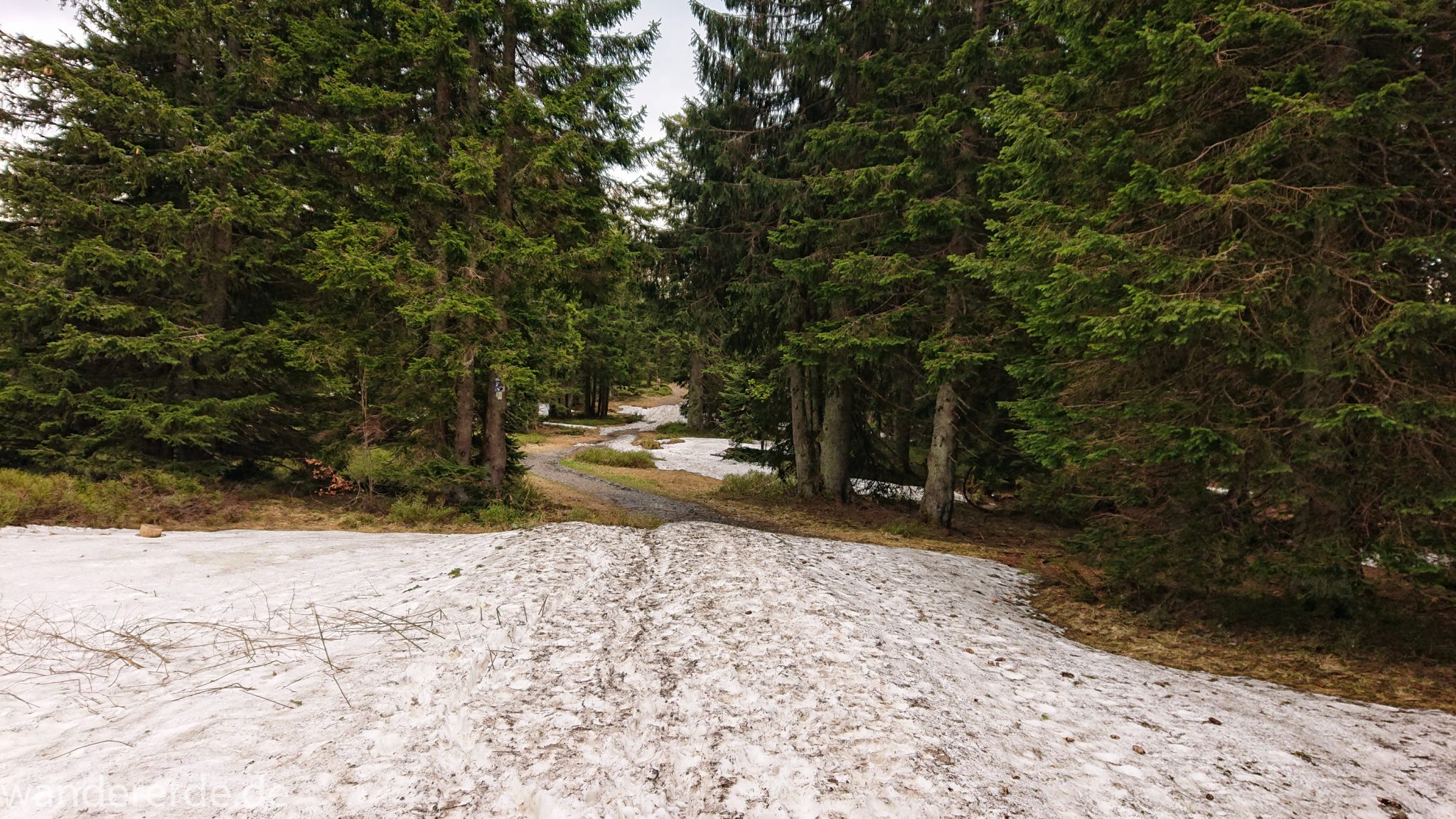 Rundwanderung zum Großen Arber im Bayerischen Wald, naturbelassener, abwechslunsgreicher, schmaler Waldweg, teils noch Schneefelder Ende Mai, schöner und dichter Wald, Mischwald aus Laub- und Nadelbäume, Frühjahr im bayerischen Wald