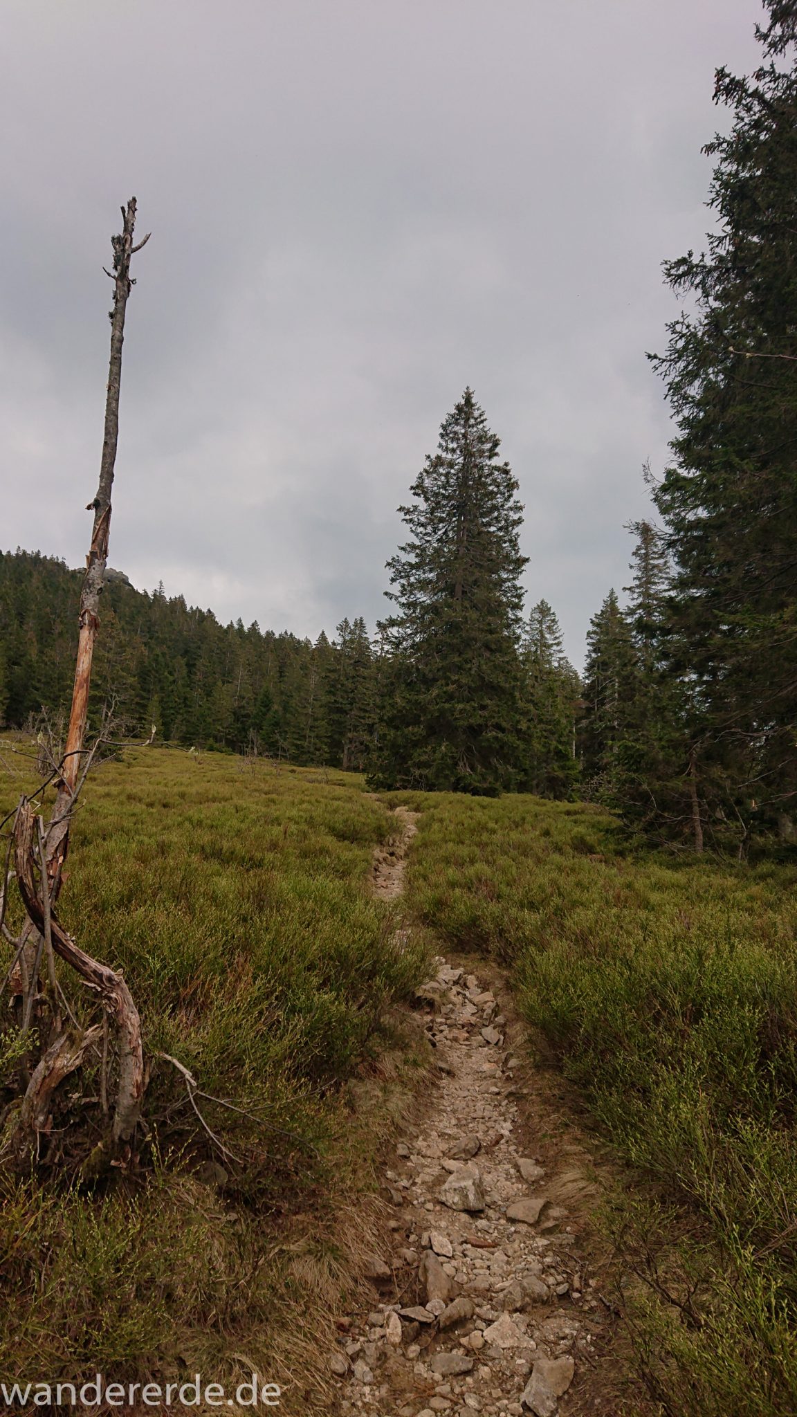 Rundwanderung zum Großen Arber im Bayerischen Wald, naturbelassener, abwechslunsgreicher, sehr schmaler Wanderweg, eher schmaler Pfad über grobe Steine, teils exponierte Lage, schöner und dichter Wald, Mischwald aus Laub- und Nadelbäume, Frühjahr im bayerischen Wald
