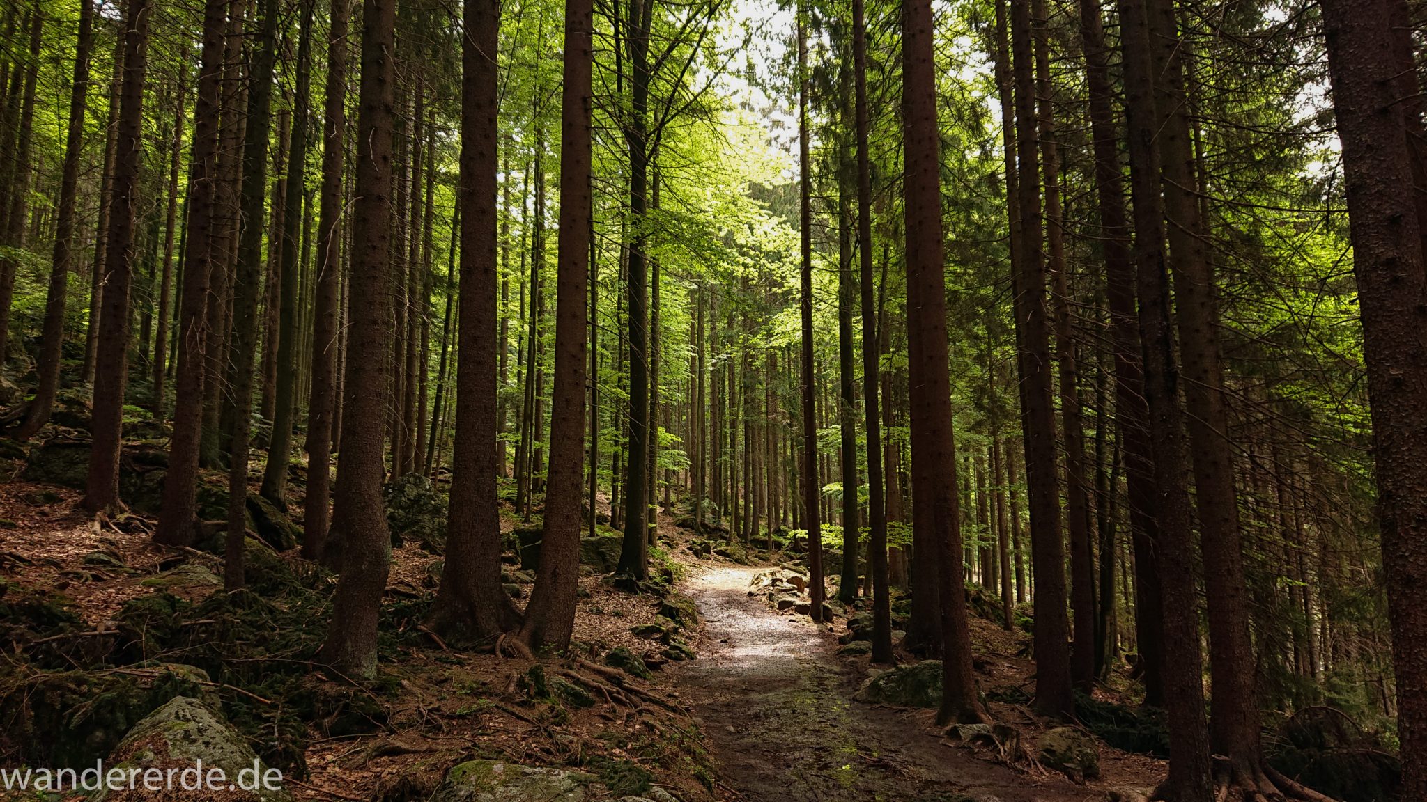 Rundwanderung zum Großen Arber im Bayerischen Wald, naturbelassener, abwechslunsgreicher Waldweg, Rundweg um den kleinen Arbersee, schöner und dichter Wald, Mischwald aus Laub- und Nadelbäume, Frühjahr im bayerischen Wald