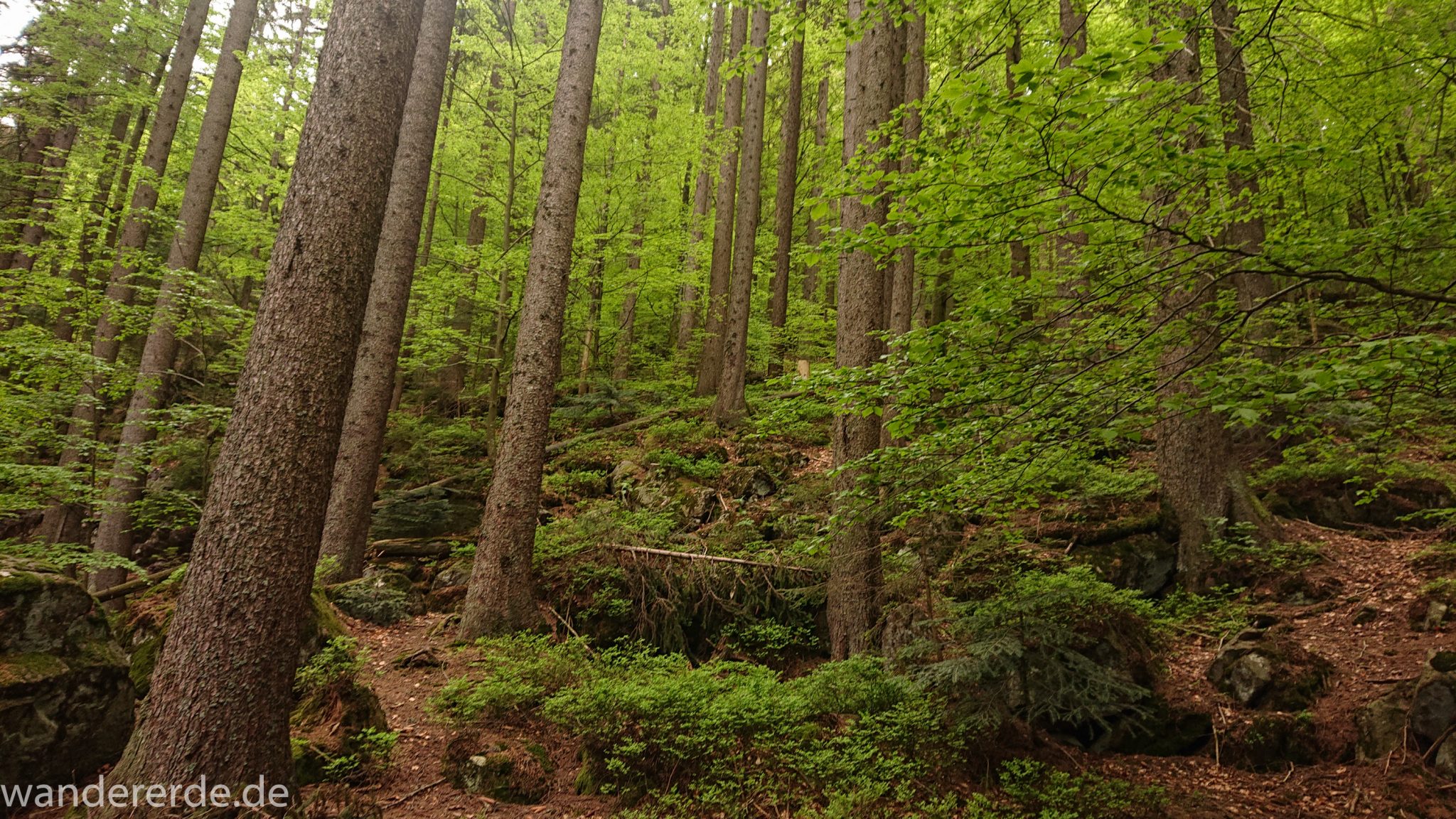 Rundwanderung zum Großen Arber im Bayerischen Wald, naturbelassener, abwechslunsgreicher schmaler Waldweg, Rundweg um den kleinen Arbersee, schöner und dichter Wald, Mischwald aus Laub- und Nadelbäume, Frühjahr im bayerischen Wald