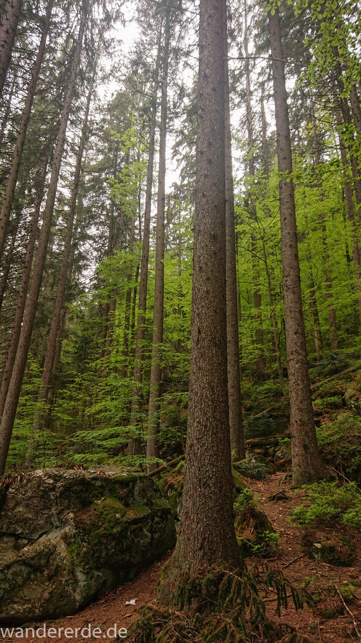 Rundwanderung zum Großen Arber im Bayerischen Wald, naturbelassener, abwechslunsgreicher schmaler Waldweg, Rundweg um den kleinen Arbersee, schöner und dichter Wald, Mischwald aus Laub- und Nadelbäume, Frühjahr im bayerischen Wald