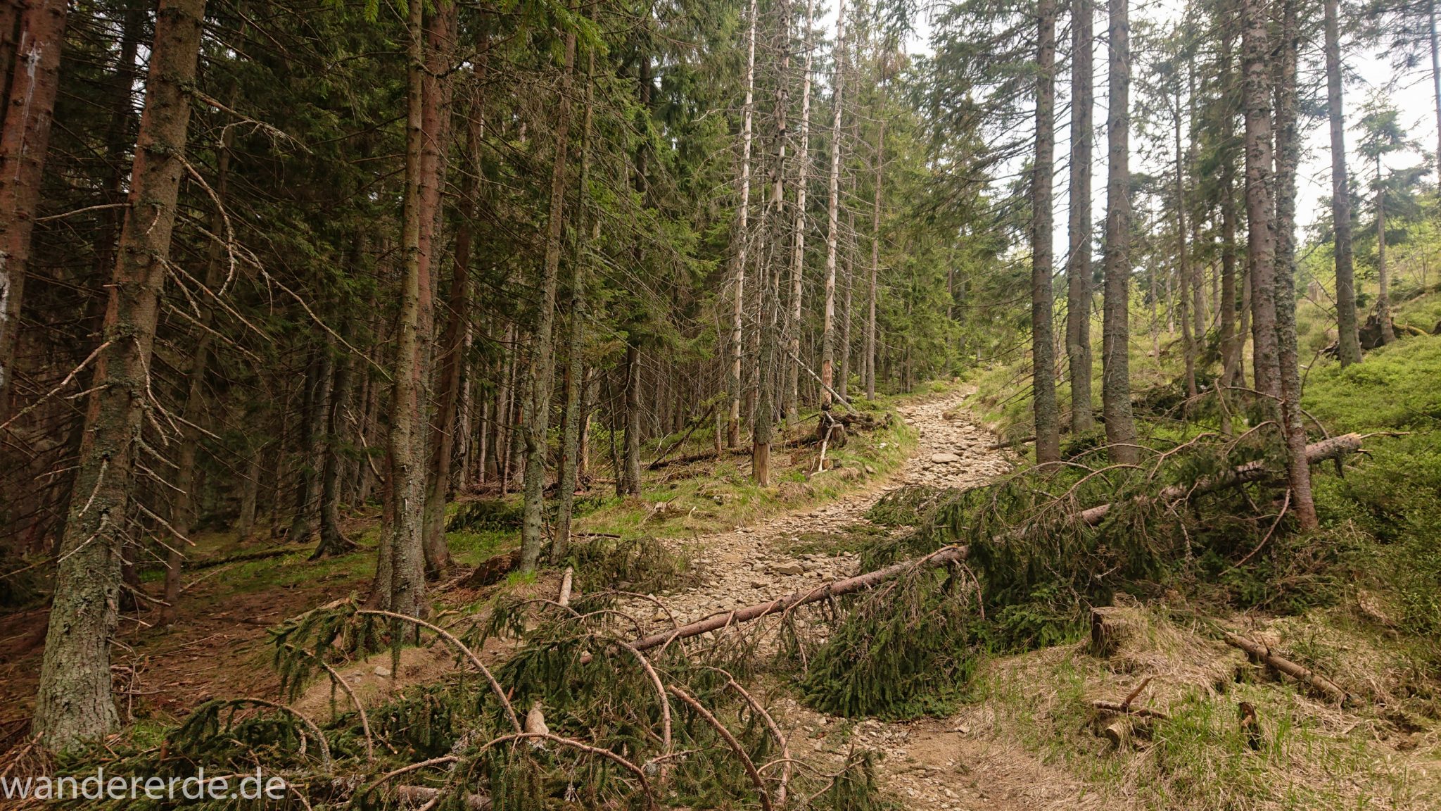 Rundwanderung zum Großen Arber im Bayerischen Wald, naturbelassener, abwechslunsgreicher, schmaler Waldweg, Wanderweg zum Berg kleiner Arber, schöner und dichter Wald, Mischwald aus Laub- und Nadelbäume, Frühjahr im bayerischen Wald, umgefallene Bäume werden liegen gelassen