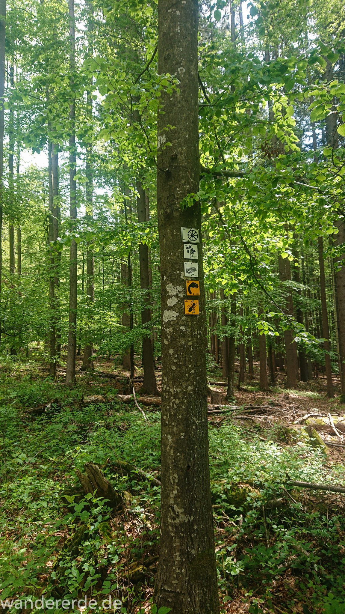 Rundwanderung zum Großen Falkenstein im Bayerischen Wald mit Start beim Zwieslerwaldhaus, Beschilderung der verschiedenen Wanderwege mit Tier- oder Pflanzennamen, z.B. Heidelbeere