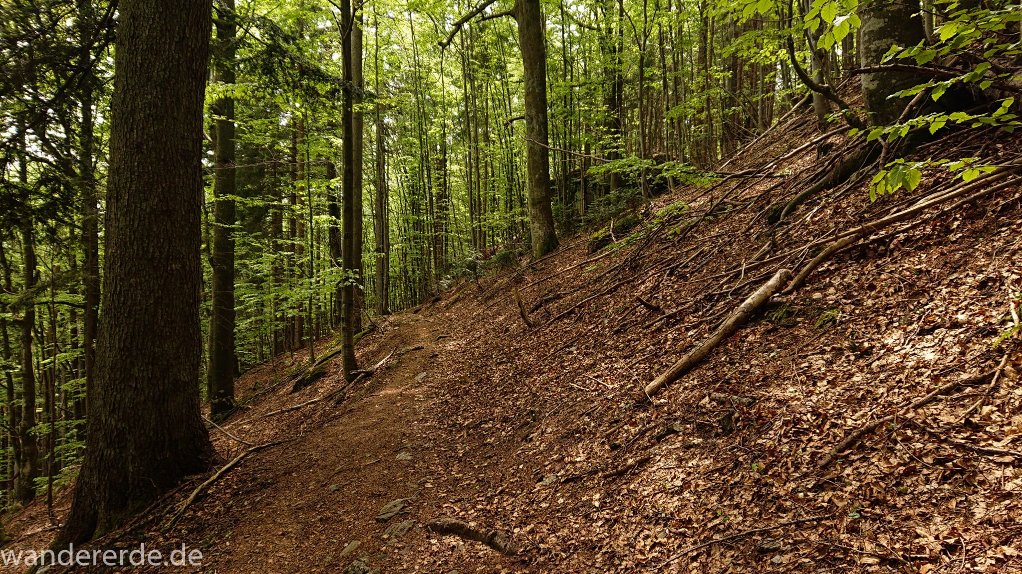 Rundwanderung zum Großen Falkenstein im Bayerischen Wald mit Start beim Zwieslerwaldhaus, auf dem Wanderweg Heidelbeere mit traumhaft schönem und dichtem Wald, toller naturbelassener und schmaler Wanderweg mit kühlendem Schatten, Frühjahr im bayerischen Wald
