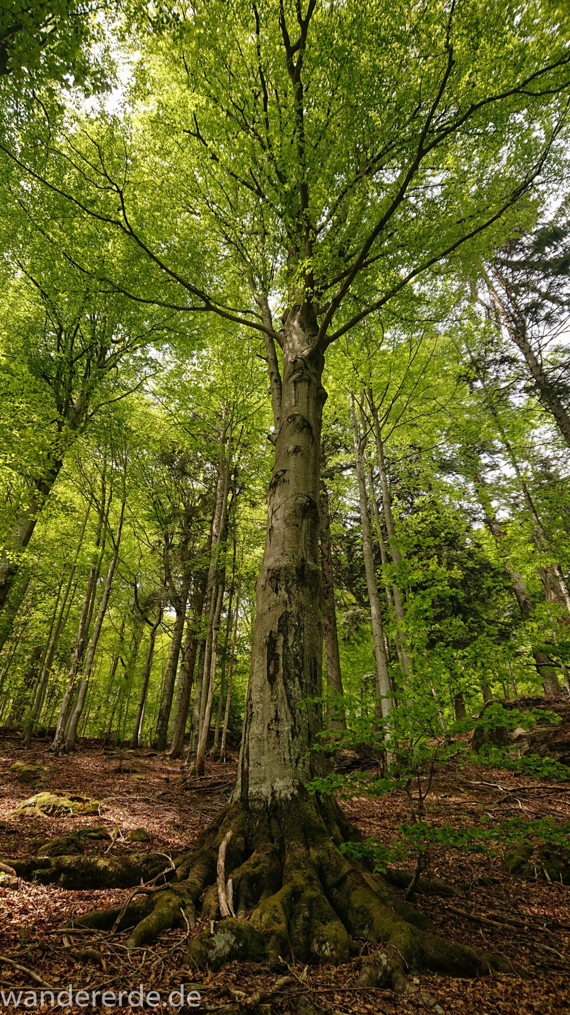 Rundwanderung zum Großen Falkenstein im Bayerischen Wald mit Start beim Zwieslerwaldhaus, auf dem Wanderweg Heidelbeere mit traumhaft schönem und dichtem Wald, kühlender Schatten, Frühjahr im bayerischen Wald, riesiger Laubbaum mit großen Wurzeln