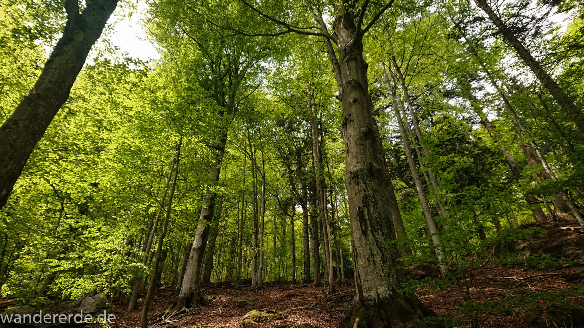 Rundwanderung zum Großen Falkenstein im Bayerischen Wald mit Start beim Zwieslerwaldhaus, auf dem Wanderweg Heidelbeere mit traumhaft schönem und dichtem Wald, kühlender Schatten, Frühjahr im bayerischen Wald, riesige Laubbäume