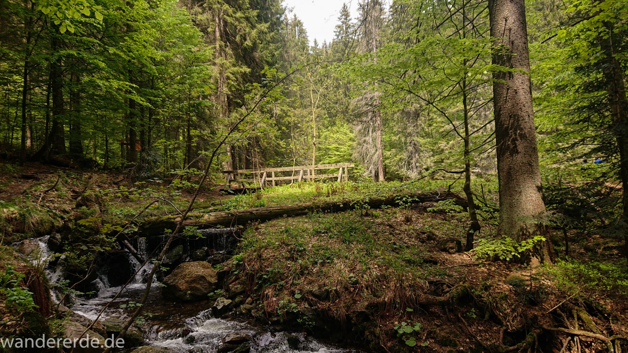 Rundwanderung zum Großen Falkenstein im Bayerischen Wald mit Start beim Zwieslerwaldhaus, auf dem Wanderweg Heidelbeere mit traumhaft schönem und dichtem Wald, toller naturbelassener und schmaler Wanderweg mit kühlendem Schatten, Frühjahr im bayerischen Wald, kleine Brücke führt über einen Bach