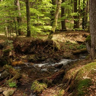 Rundwanderung zum Großen Falkenstein im Bayerischen Wald mit Start beim Zwieslerwaldhaus, auf dem Wanderweg Heidelbeere mit traumhaft schönem und dichtem Wald, kühlender Schatten, Frühjahr im bayerischen Wald, ein kleiner Bach fließt Richtung Tal