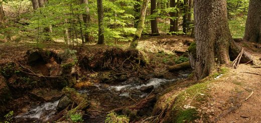 Rundwanderung zum Großen Falkenstein im Bayerischen Wald mit Start beim Zwieslerwaldhaus, auf dem Wanderweg Heidelbeere mit traumhaft schönem und dichtem Wald, kühlender Schatten, Frühjahr im bayerischen Wald, ein kleiner Bach fließt Richtung Tal