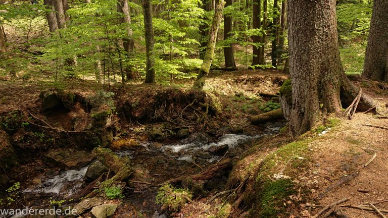 Rundwanderung zum Großen Falkenstein im Bayerischen Wald mit Start beim Zwieslerwaldhaus, auf dem Wanderweg Heidelbeere mit traumhaft schönem und dichtem Wald, kühlender Schatten, Frühjahr im bayerischen Wald, ein kleiner Bach fließt Richtung Tal