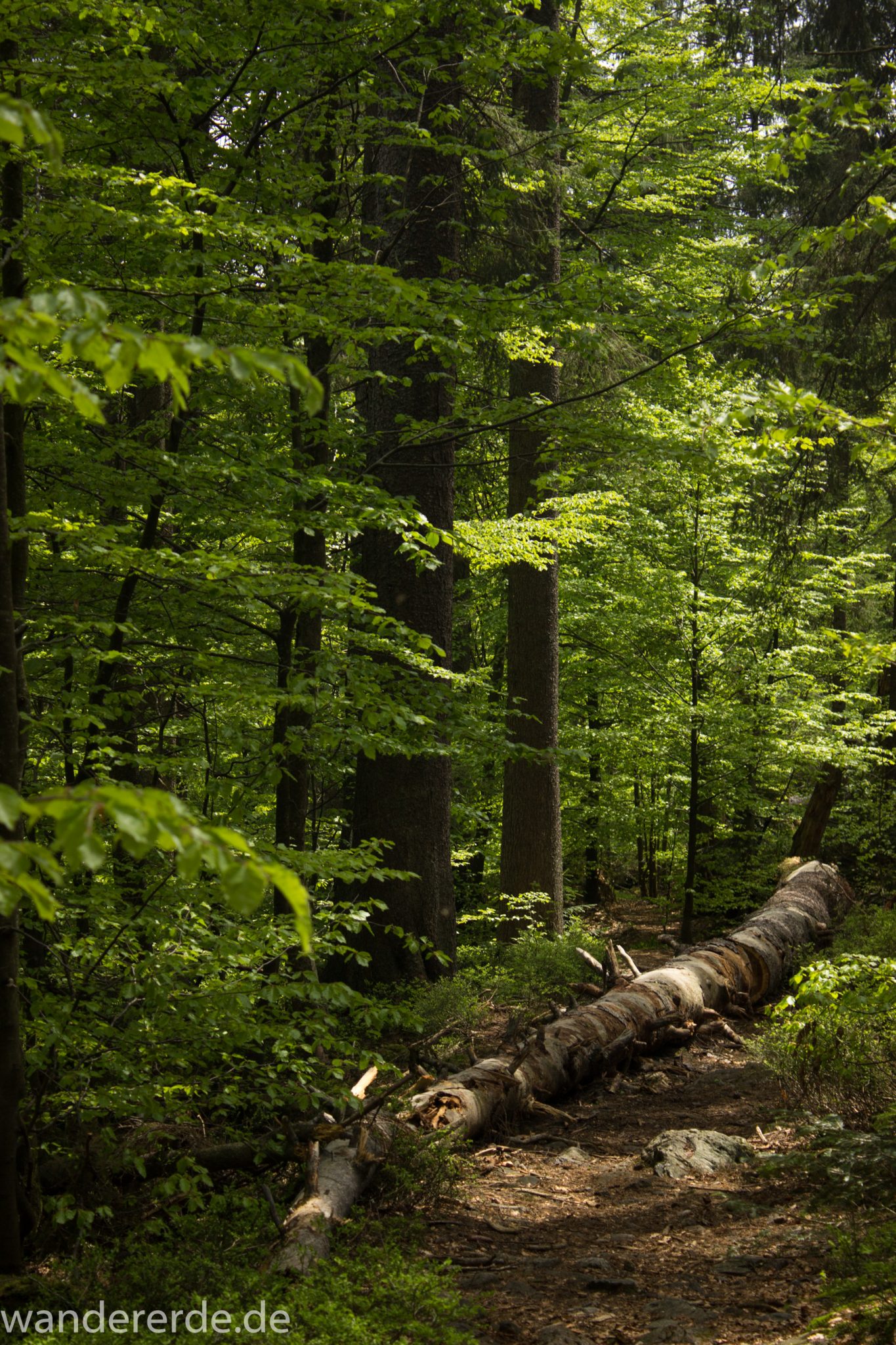 Rundwanderung zum Großen Falkenstein im Bayerischen Wald mit Start beim Zwieslerwaldhaus, auf dem Wanderweg Heidelbeere mit traumhaft schönem und dichtem Wald, toller naturbelassener und schmaler Wanderweg mit kühlendem Schatten, umgefallene Bäume werden liegen gelassen, Frühjahr im bayerischen Wald