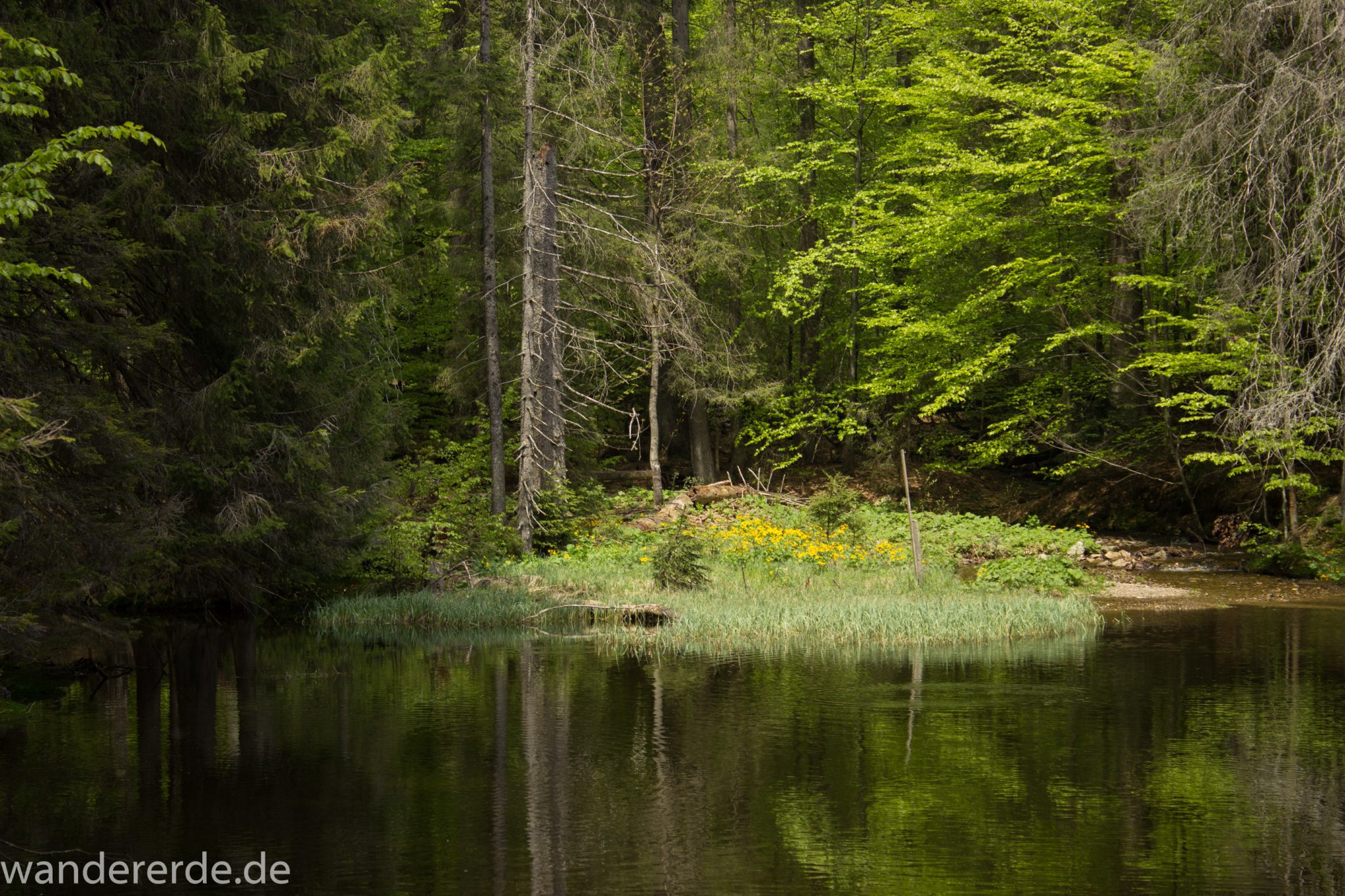 Rundwanderung zum Großen Falkenstein im Bayerischen Wald mit Start beim Zwieslerwaldhaus, auf dem Wanderweg Heidelbeere mit traumhaft schönem und dichtem Wald, kleiner See mit Grasinsel und blühenden Blumen, Frühjahr im bayerischen Wald