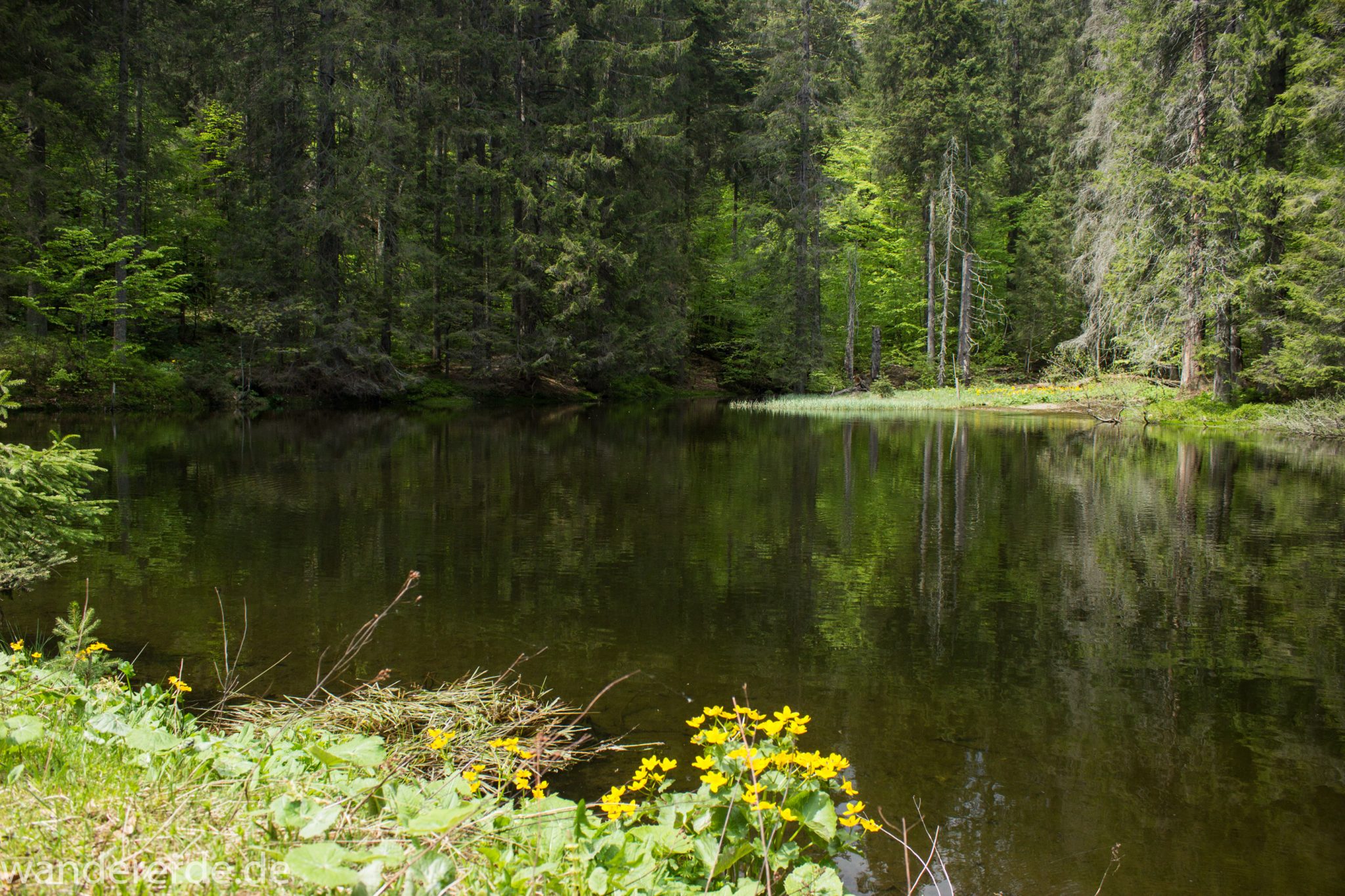 Rundwanderung zum Großen Falkenstein im Bayerischen Wald mit Start beim Zwieslerwaldhaus, auf dem Wanderweg Heidelbeere mit traumhaft schönem und dichtem Wald, kleiner See mit Grasinsel und blühenden Blumen, Frühjahr im bayerischen Wald
