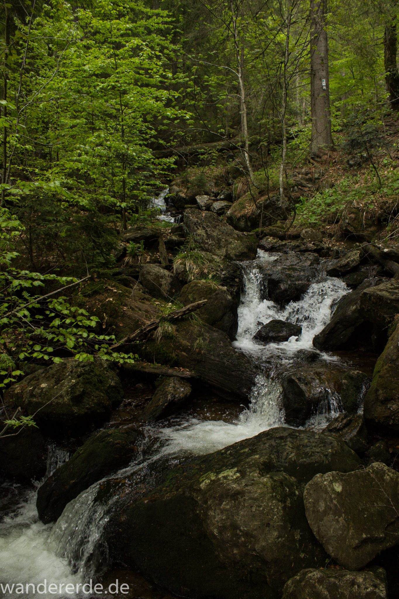 Rundwanderung zum Großen Falkenstein im Bayerischen Wald mit Start beim Zwieslerwaldhaus, auf dem Wanderweg Heidelbeere mit traumhaft schönem und dichtem Wald, kühlender Schatten, Frühjahr im bayerischen Wald, ein kleiner Bach fließt Richtung Tal über Felsen