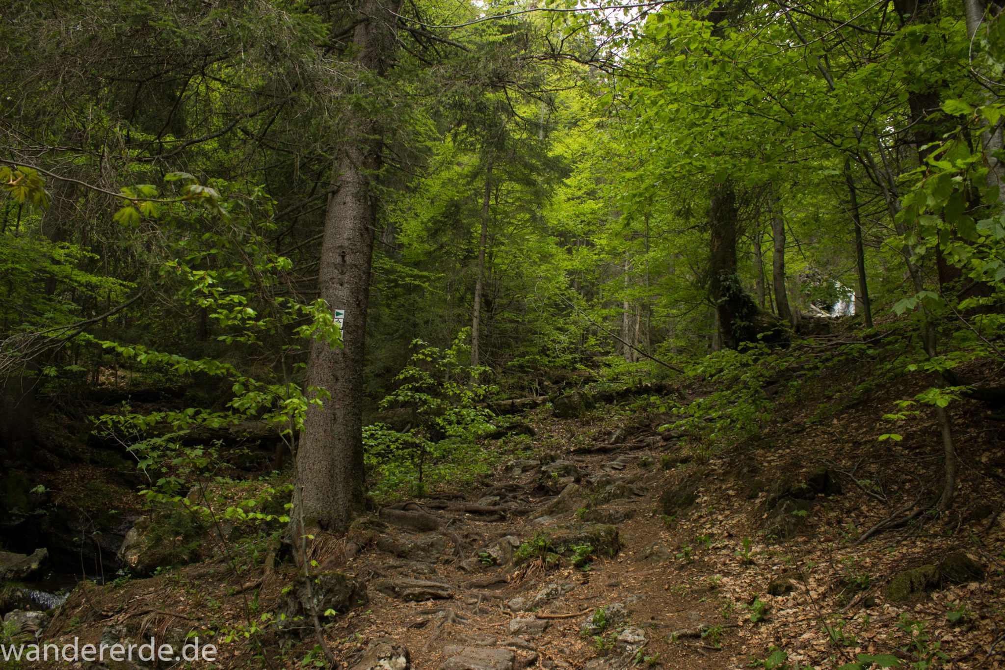 Rundwanderung zum Großen Falkenstein im Bayerischen Wald mit Start beim Zwieslerwaldhaus, auf dem Wanderweg Heidelbeere mit traumhaft schönem und dichtem Wald, toller naturbelassener und schmaler Wanderweg mit kühlendem Schatten, Frühjahr im bayerischen Wald