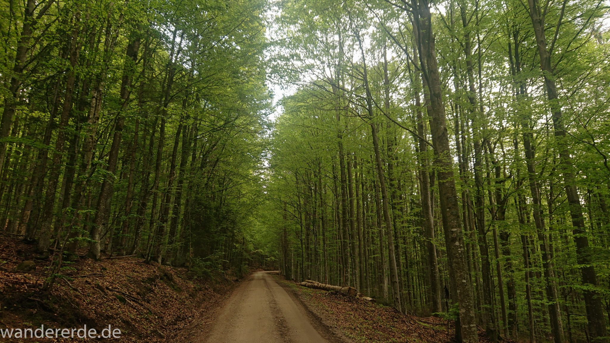 Rundwanderung zum Großen Falkenstein im Bayerischen Wald mit Start beim Zwieslerwaldhaus, breiterer Weg, der vom Zwieslerwaldhaus in den bayerischen Wald führt, schöner, dichter Laubwald