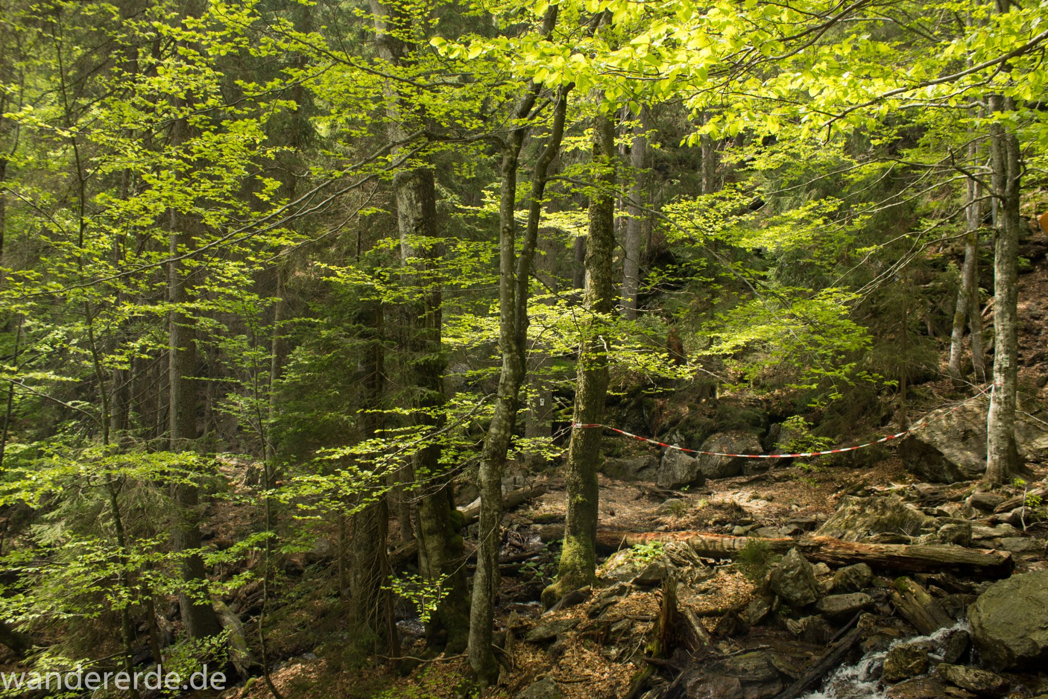 Rundwanderung zum Großen Falkenstein im Bayerischen Wald mit Start beim Zwieslerwaldhaus, auf dem Wanderweg Heidelbeere mit traumhaft schönem und dichtem Wald, toller naturbelassener und schmaler Wanderweg mit kühlendem Schatten, Frühjahr im bayerischen Wald, Absperrung des Höllbachgesprengs auf dem Wanderweg Heidelbeere, Umleitung über den Wanderweg Silberblatt