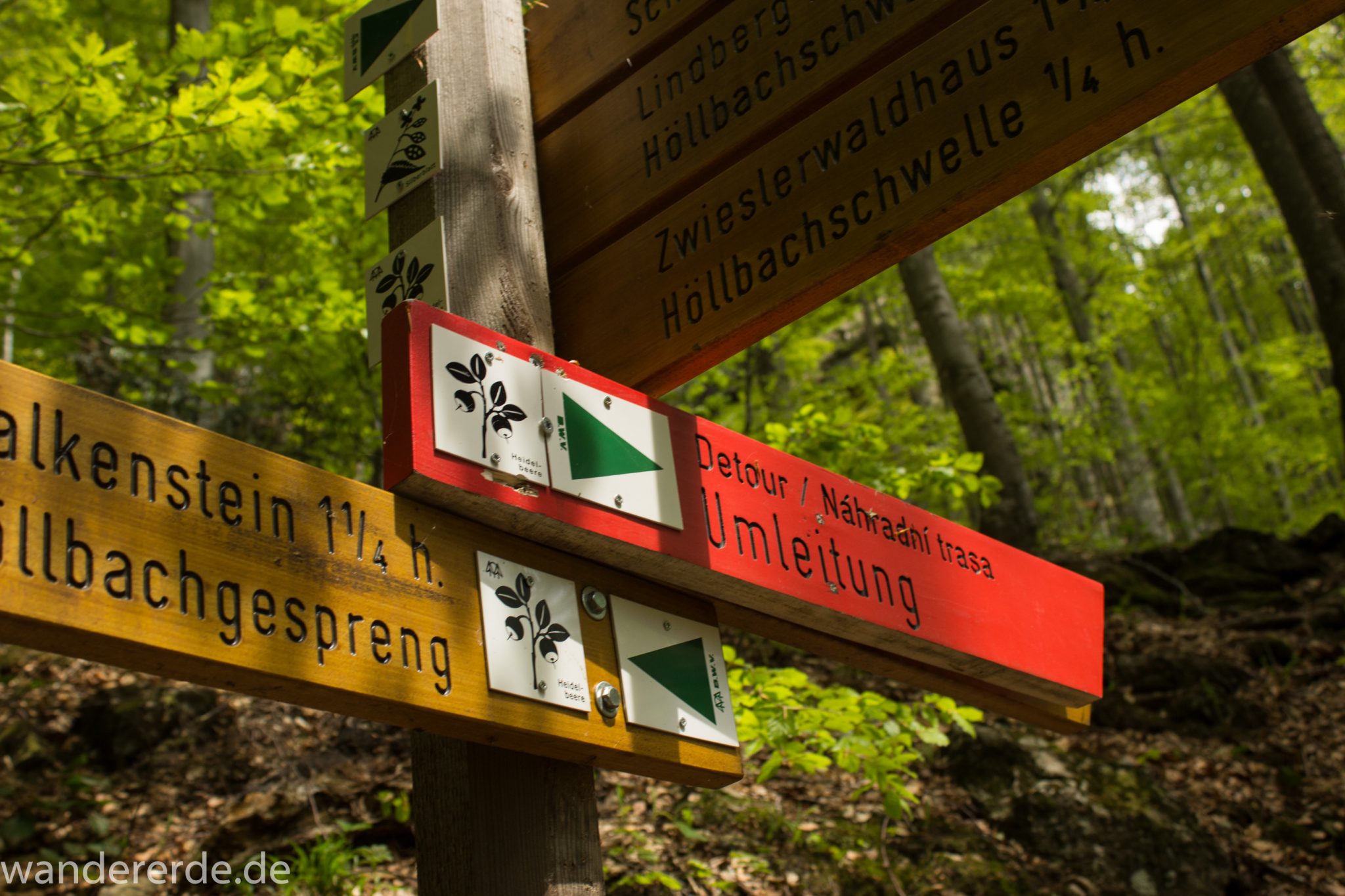 Rundwanderung zum Großen Falkenstein im Bayerischen Wald mit Start beim Zwieslerwaldhaus, auf dem Wanderweg Heidelbeere mit traumhaft schönem und dichtem Wald, toller naturbelassener und schmaler Wanderweg mit kühlendem Schatten, Frühjahr im bayerischen Wald, Absperrung des Höllbachgesprengs auf dem Wanderweg Heidelbeere, Schild Umleitung über den Wanderweg Silberblatt