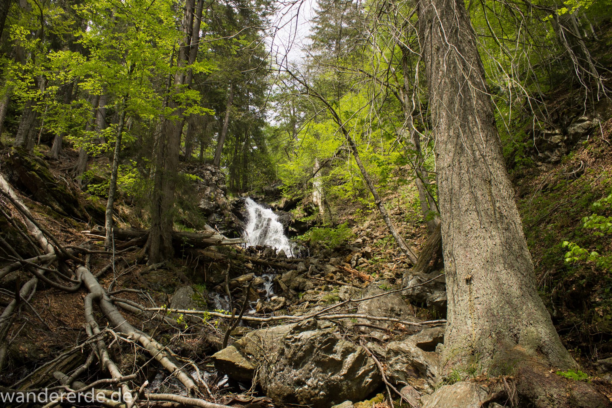 Rundwanderung zum Großen Falkenstein im Bayerischen Wald mit Start beim Zwieslerwaldhaus, auf dem Wanderweg Heidelbeere mit traumhaft schönem und dichtem Wald, Frühjahr im bayerischen Wald, Absperrung des Gebietes Höllbachgespreng auf dem Wanderweg Heidelbeere, Umleitung über den Wanderweg Silberblatt