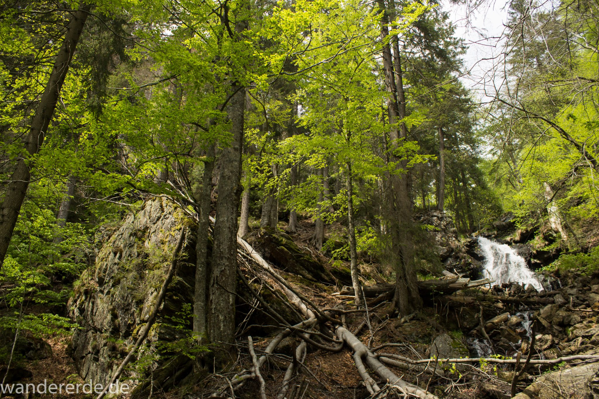 Rundwanderung zum Großen Falkenstein im Bayerischen Wald mit Start beim Zwieslerwaldhaus, auf dem Wanderweg Heidelbeere mit traumhaft schönem und dichtem Wald, Frühjahr im bayerischen Wald, teilweise Absperrung des Gebietes Höllbachgespreng auf dem Wanderweg Heidelbeere, Umleitung über den Wanderweg Silberblatt