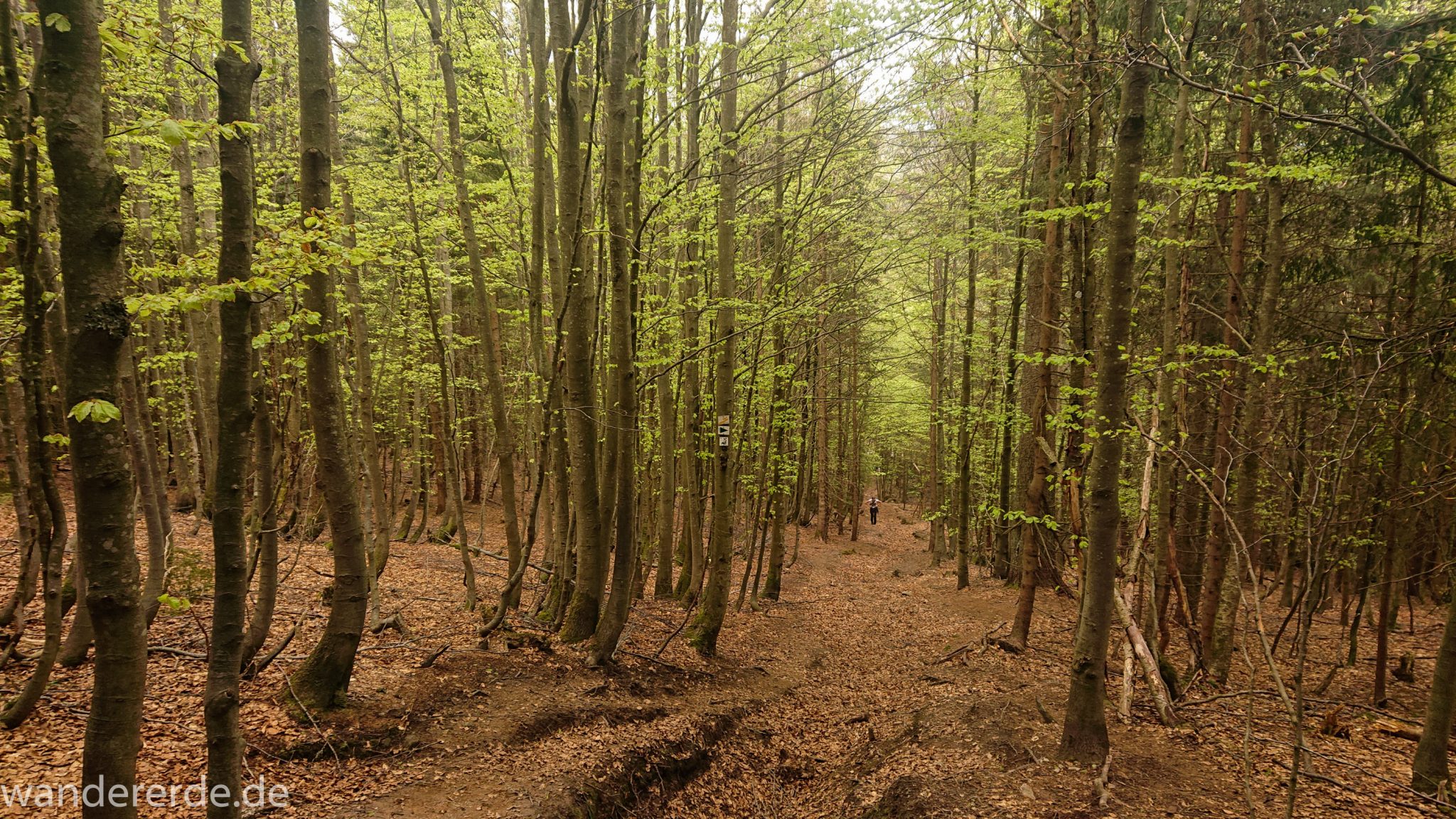 Rundwanderung zum Großen Falkenstein im Bayerischen Wald mit Start beim Zwieslerwaldhaus, Wanderweg Silberblatt mit traumhaft schönem und dichtem Wald, toller naturbelassener Wanderweg mit kühlendem Schatten, letzter Abschnitt der Wanderung auf den Großen Falkenstein ist ziemlich steil, Frühjahr im bayerischen Wald