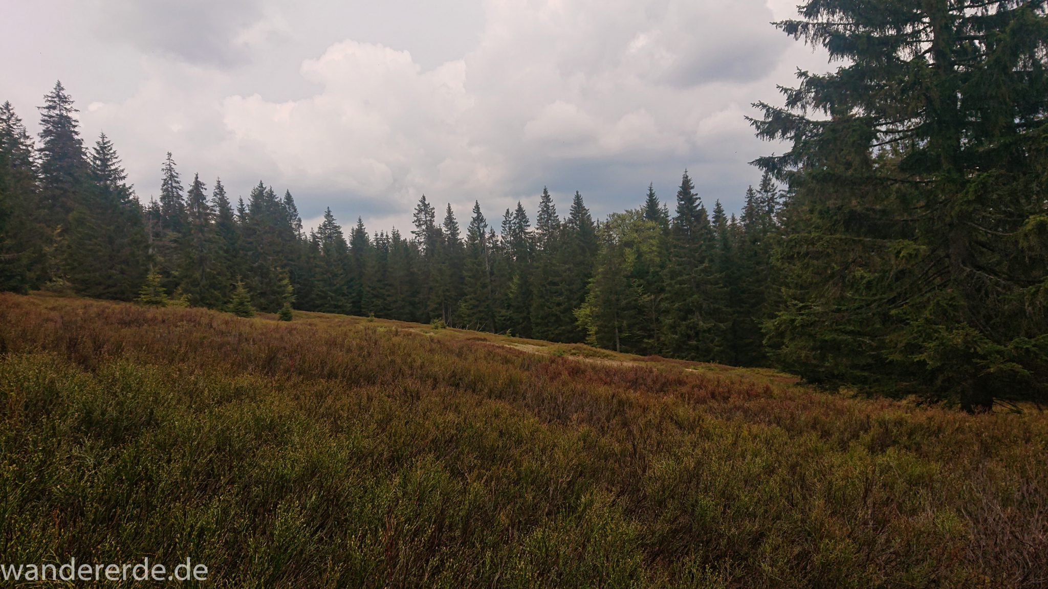 Rundwanderung zum Großen Falkenstein im Bayerischen Wald mit Start beim Zwieslerwaldhaus, Wanderweg Silberblatt mit traumhaft schönem und dichtem Wald, Blick auf Heidelandschaft in der Nähe des Großen Falkensteins, Frühjahr im bayerischen Wald