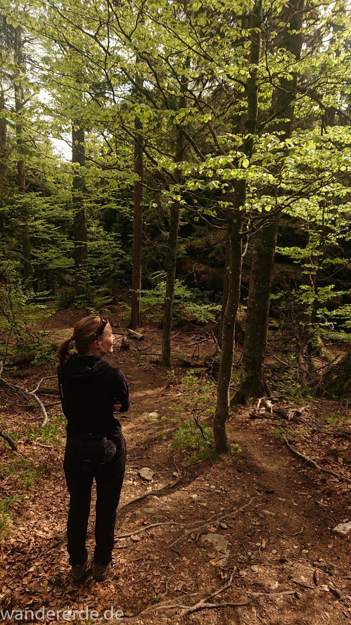 Rundwanderung zum Großen Falkenstein im Bayerischen Wald mit Start beim Zwieslerwaldhaus, traumhaft schöner und dichter Wald im Nationalpark Bayerischer Wald, Wanderer auf tollem naturbelassenem Wanderweg mit kühlendem Schatten, nach dem Großen Falkenstein zurück zum Zwieslerwaldhaus über den Wanderweg "Eibe", Frühjahr im bayerischen Wald
