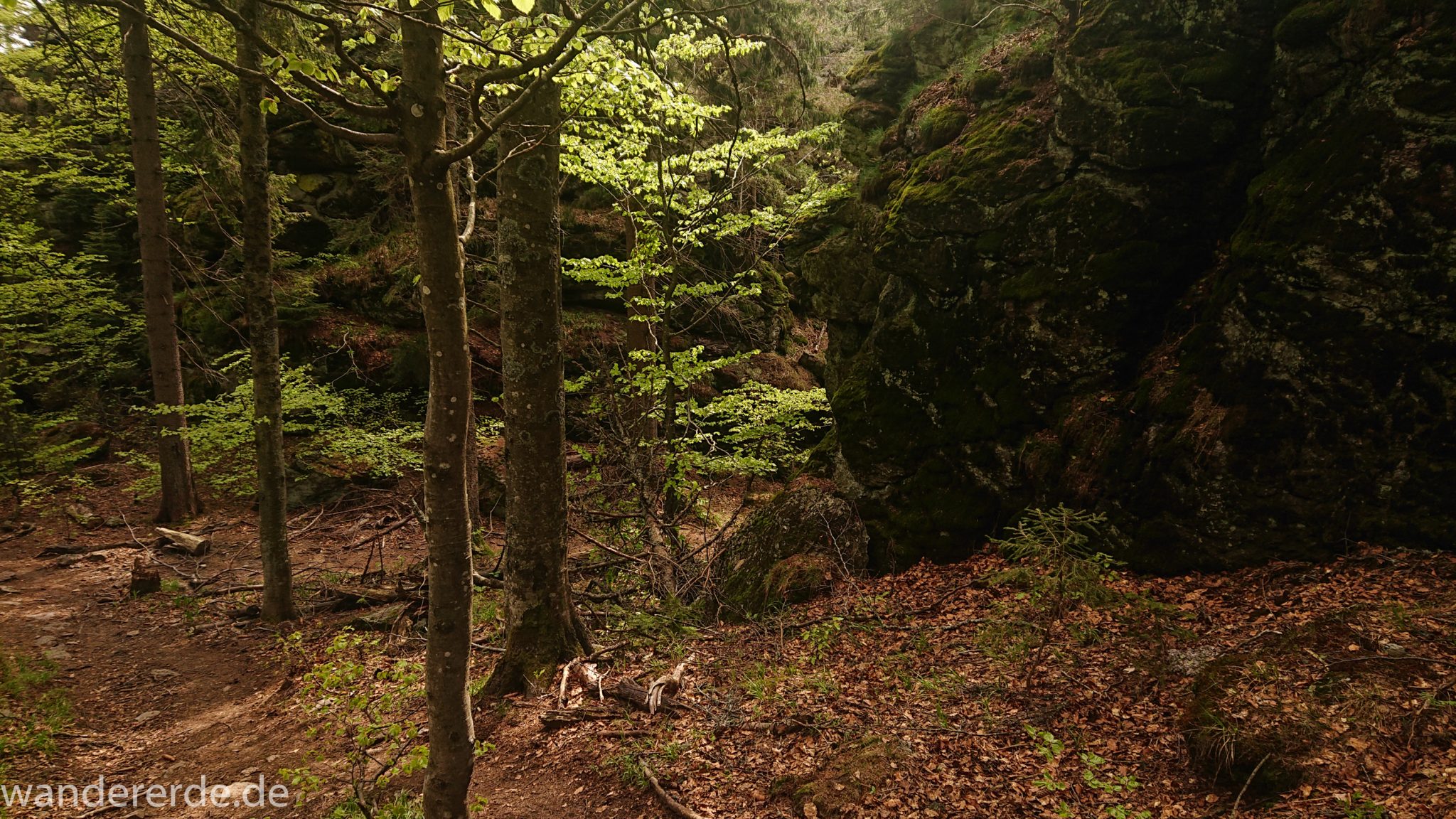 Rundwanderung zum Großen Falkenstein im Bayerischen Wald mit Start beim Zwieslerwaldhaus, traumhaft schöner und dichter Wald im Nationalpark Bayerischer Wald, auf tollem naturbelassenem Wanderweg mit kühlendem Schatten, nach dem Großen Falkenstein zurück zum Zwieslerwaldhaus über den Wanderweg "Eibe", Frühjahr im bayerischen Wald