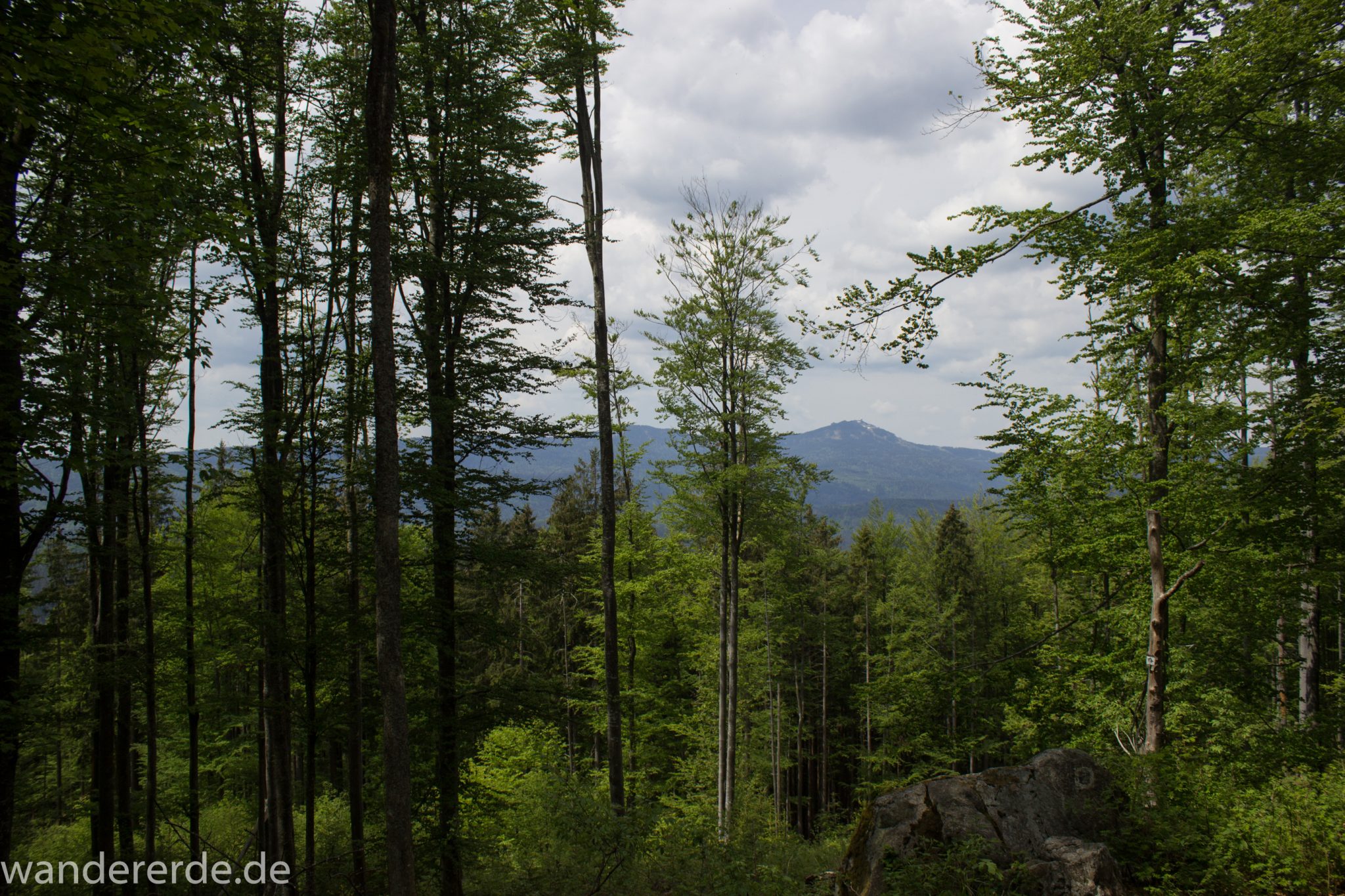 Rundwanderung zum Großen Falkenstein im Bayerischen Wald mit Start beim Zwieslerwaldhaus, Aussicht auf den Großen Arber und die unendlichen Weiten des Bayerischen Waldes während der Rundwanderung zum Großen Falkenstein über den Wanderweg Heidelbeere, traumhaft schöner Wald