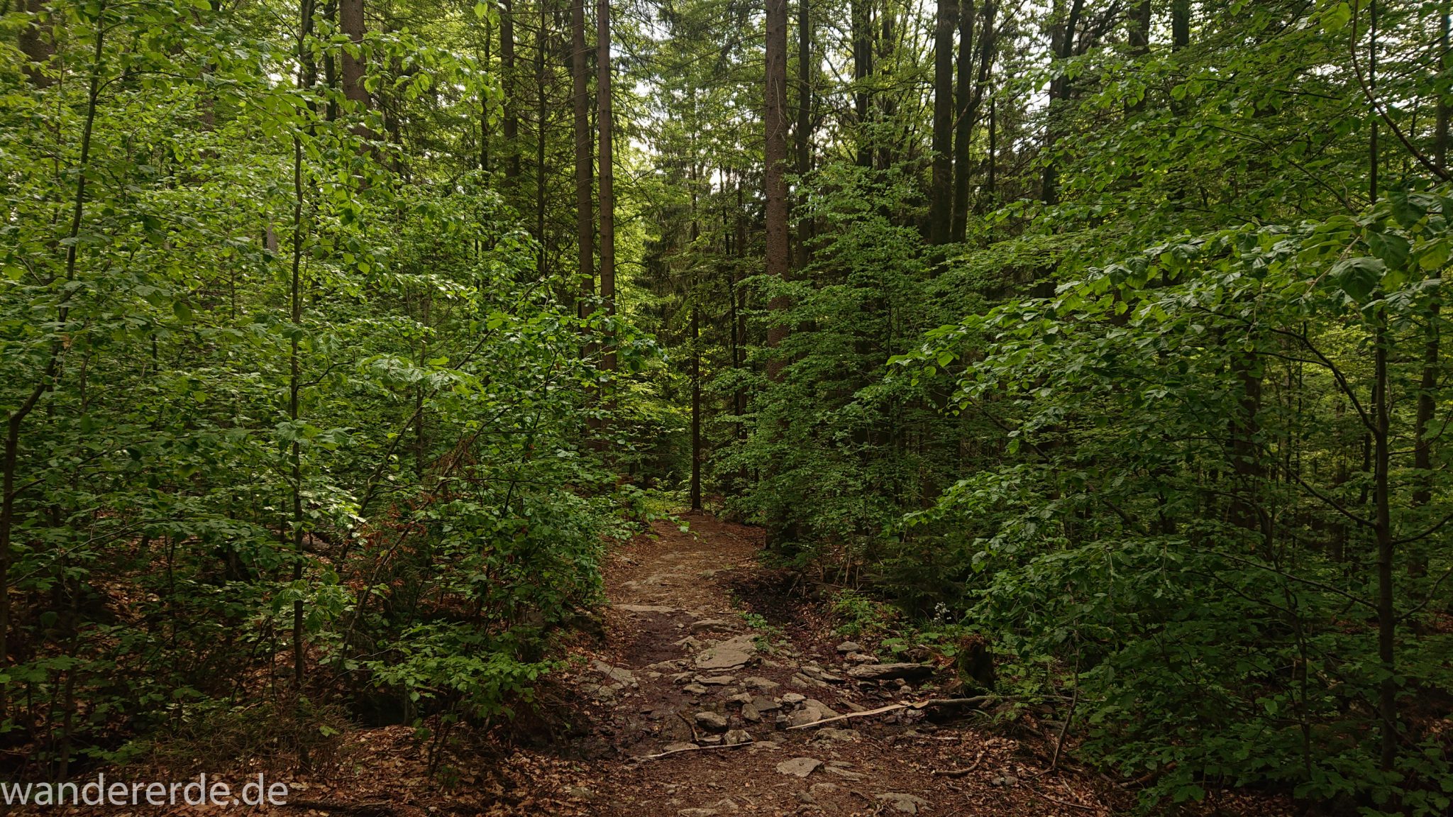 Rundwanderung zum Großen Falkenstein im Bayerischen Wald mit Start beim Zwieslerwaldhaus, traumhaft schöner und dichter Wald im Nationalpark Bayerischer Wald, auf tollem naturbelassenem Wanderweg mit kühlendem Schatten, nach dem Großen Falkenstein zurück zum Zwieslerwaldhaus über den Wanderweg "Eibe", Frühjahr im bayerischen Wald