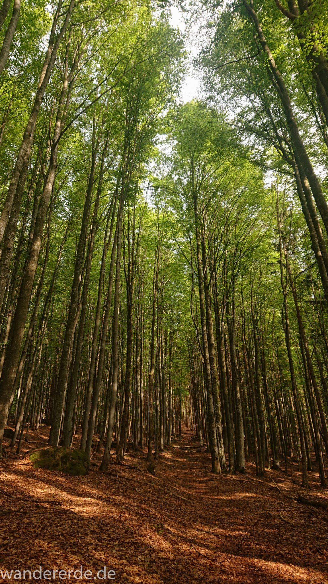 Rundwanderung zum Großen Falkenstein im Bayerischen Wald mit Start beim Zwieslerwaldhaus, traumhaft schöner und dichter Wald im Nationalpark Bayerischer Wald, auf tollem naturbelassenem Wanderweg mit kühlendem Schatten, nach dem Großen Falkenstein zurück zum Zwieslerwaldhaus über den Wanderweg "Eibe", Frühjahr im bayerischen Wald