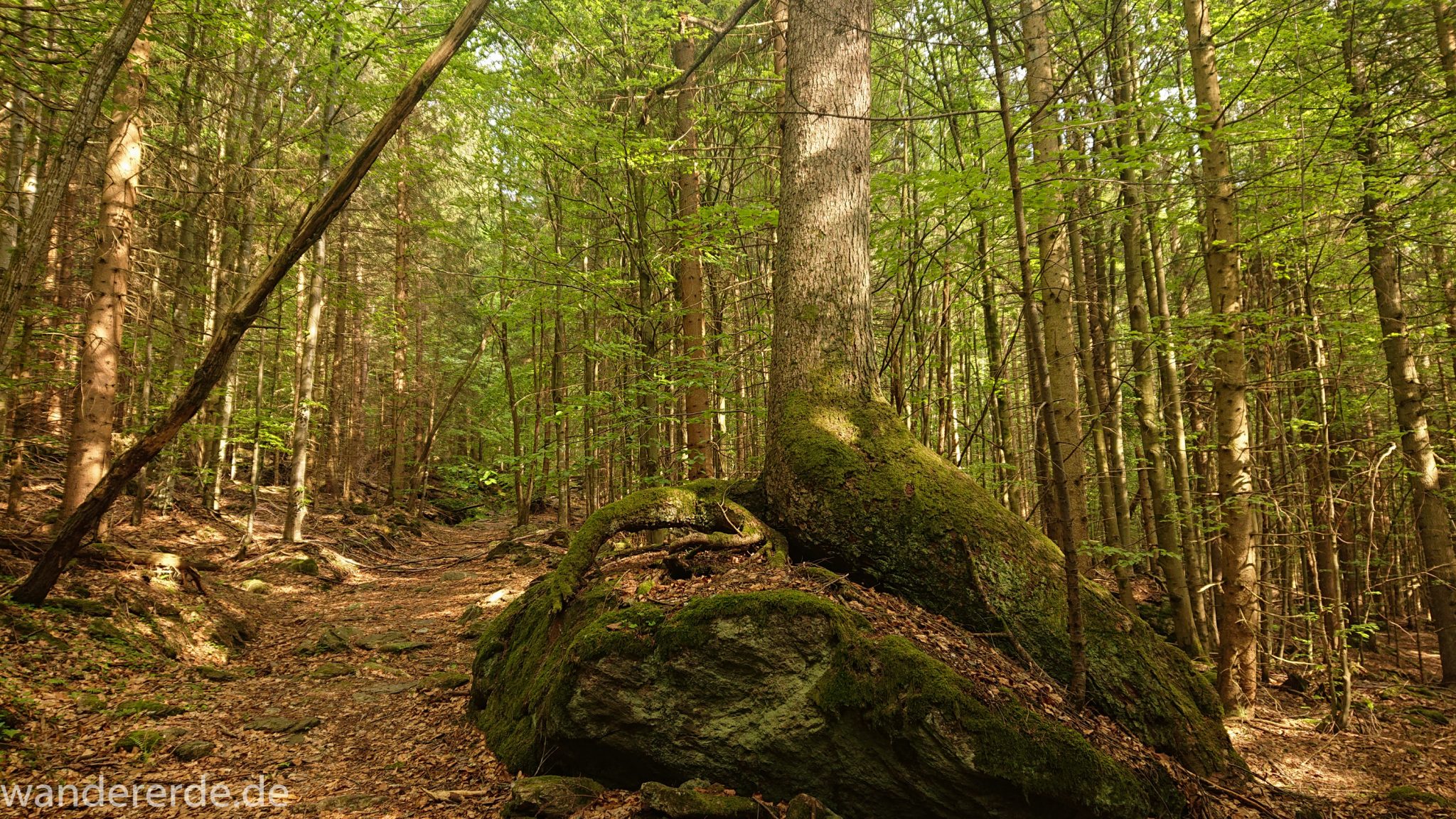 Rundwanderung zum Großen Falkenstein im Bayerischen Wald mit Start beim Zwieslerwaldhaus, traumhaft schöner und dichter Wald im Nationalpark Bayerischer Wald, auf tollem naturbelassenem Wanderweg mit kühlendem Schatten, nach dem Großen Falkenstein zurück zum Zwieslerwaldhaus über den Wanderweg "Eibe", Frühjahr im bayerischen Wald