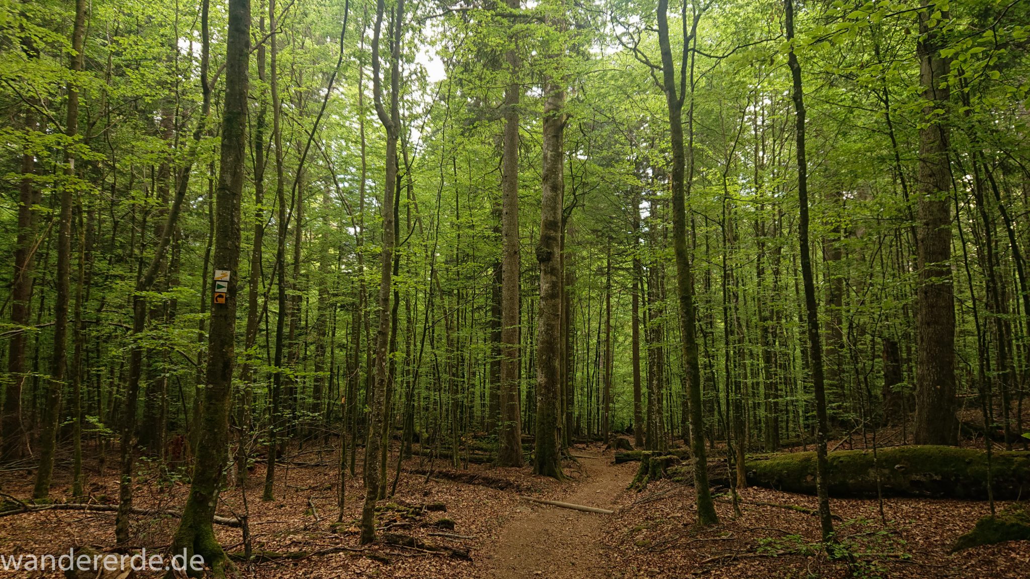 Rundwanderung zum Großen Falkenstein im Bayerischen Wald mit Start beim Zwieslerwaldhaus, traumhaft schöner und dichter Wald im Bayerischen Wald, auf tollem naturbelassenem Wanderweg mit kühlendem Schatten, nach Rundwanderung auf den Großen Falkenstein zurück zum Zwieslerwaldhaus über den Wanderweg "Siebenschläfer", Frühjahr im bayerischen Wald