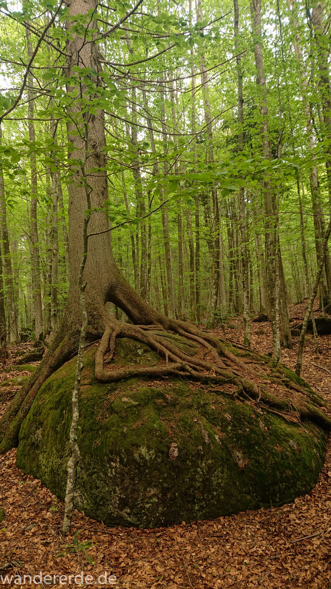Rundwanderung zum Großen Falkenstein im Bayerischen Wald mit Start beim Zwieslerwaldhaus, Baum wächst auf großem Stein, anpassungsfähige Natur, traumhaft schöner und dichter Wald im Bayerischen Wald, kühlender Schatten, nach Rundwanderung auf den Großen Falkenstein zurück zum Zwieslerwaldhaus über den Wanderweg "Siebenschläfer", Frühjahr im bayerischen Wald