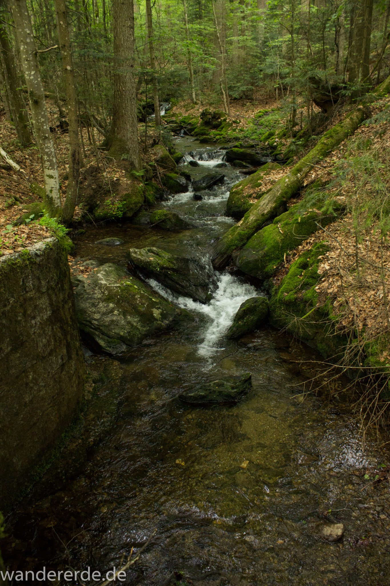 Rundwanderung zum Großen Falkenstein im Bayerischen Wald mit Start beim Zwieslerwaldhaus, traumhaft schöner und dichter Wald im Bayerischen Wald, kühlender Schatten, nach Rundwanderung auf den Großen Falkenstein zurück zum Zwieslerwaldhaus über den Wanderweg "Siebenschläfer", Frühjahr im bayerischen Wald, kleiner Bach fließt Richtung Tal