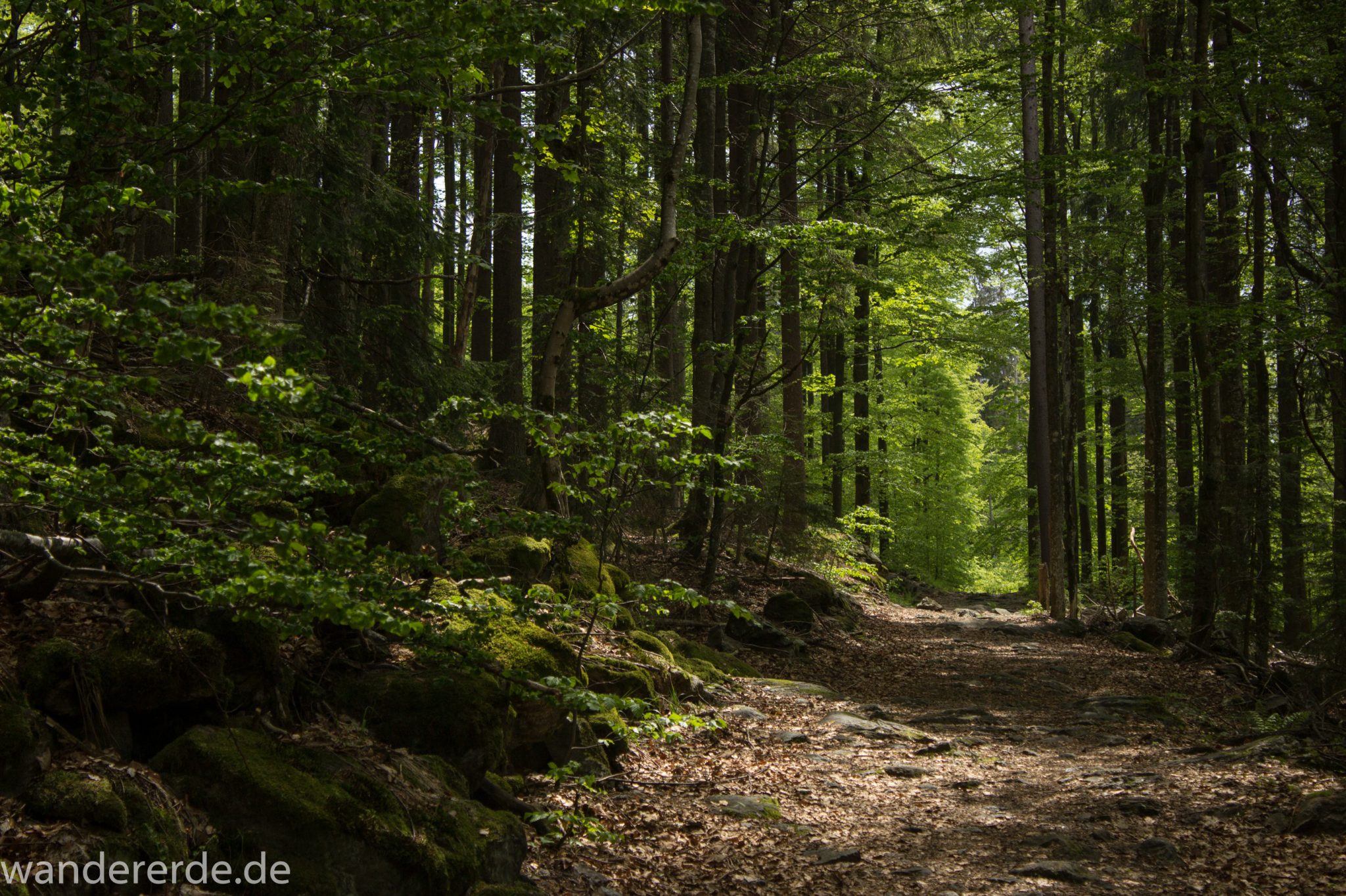 Rundwanderung zum Großen Falkenstein im Bayerischen Wald mit Start beim Zwieslerwaldhaus, auf dem Wanderweg Heidelbeere mit traumhaft schönem und dichtem Wald, toller naturbelassener Weg mit kühlendem Schatten, Frühjahr im bayerischen Wald