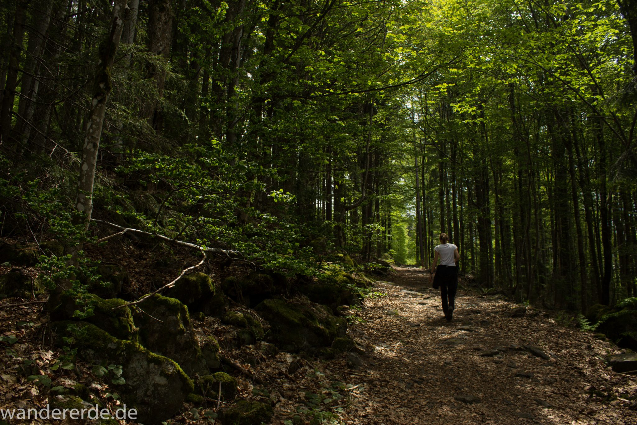 Rundwanderung zum Großen Falkenstein im Bayerischen Wald mit Start beim Zwieslerwaldhaus, Wanderer auf dem Wanderweg Heidelbeere mit traumhaft schönem und dichtem Wald, toller naturbelassener Weg mit kühlendem Schatten, Frühjahr im bayerischen Wald