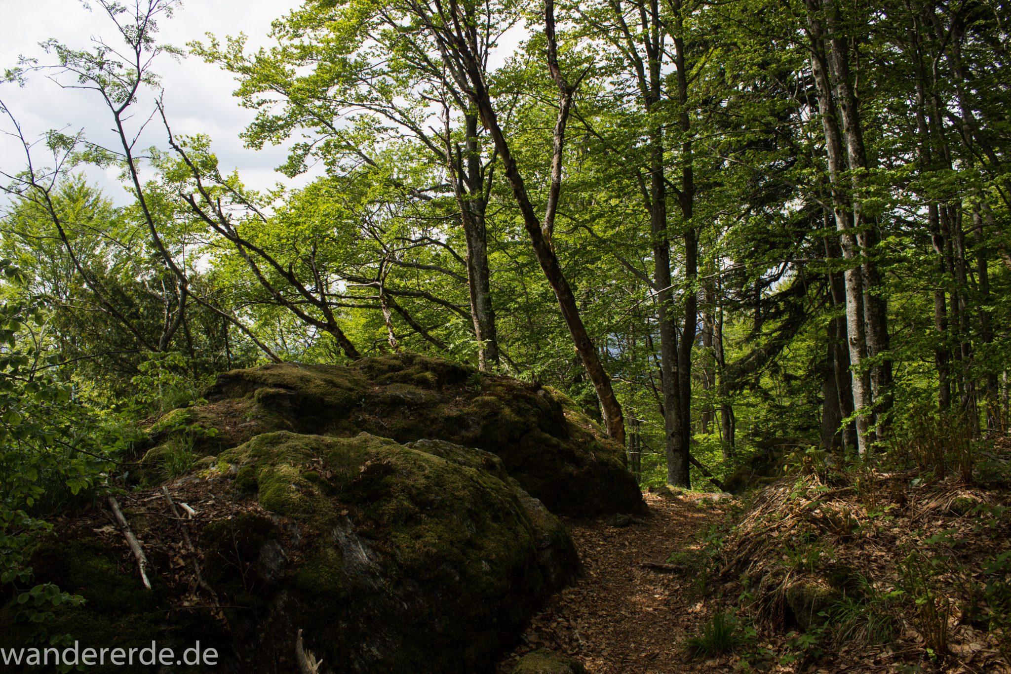 Rundwanderung zum Großen Falkenstein im Bayerischen Wald mit Start beim Zwieslerwaldhaus, auf dem Wanderweg Heidelbeere mit traumhaft schönem und dichtem Wald, toller schmaler naturbelassener Pfad mit kühlendem Schatten, Frühjahr im bayerischen Wald, riesige moosbewachsene Felsen