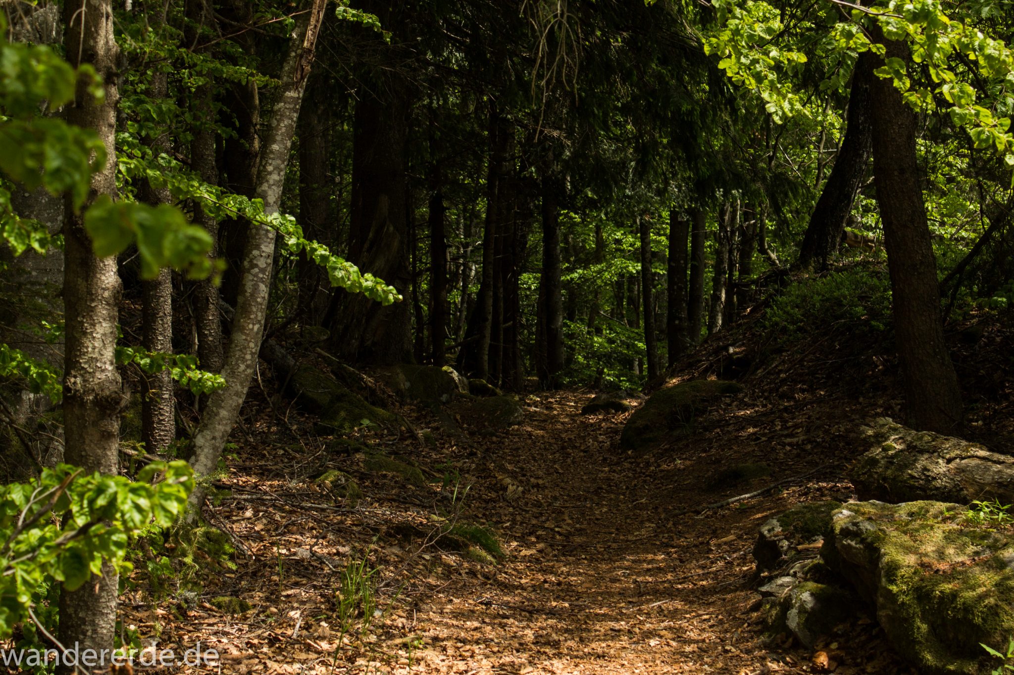 Rundwanderung zum Großen Falkenstein im Bayerischen Wald mit Start beim Zwieslerwaldhaus, auf dem Wanderweg Heidelbeere mit traumhaft schönem und dichtem Wald, toller naturbelassener Weg mit kühlendem Schatten, Frühjahr im bayerischen Wald