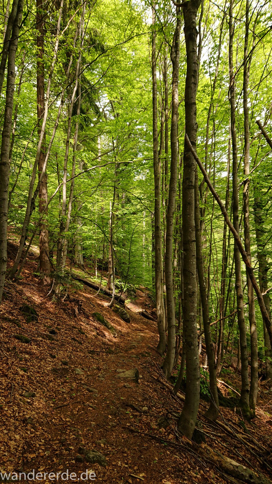 Rundwanderung zum Großen Falkenstein im Bayerischen Wald mit Start beim Zwieslerwaldhaus, auf dem Wanderweg Heidelbeere mit traumhaft schönem und dichtem Wald, toller naturbelassener und schmaler Wanderweg mit kühlendem Schatten, Frühjahr im bayerischen Wald