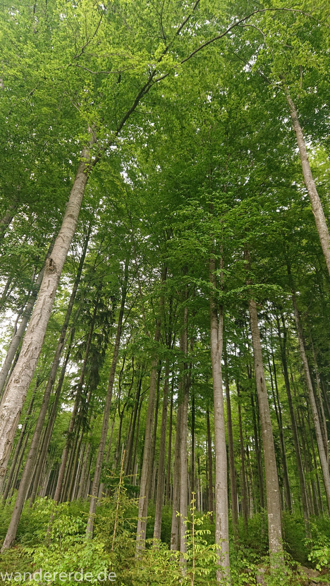 Wanderung Großer Rachel im Nationalpark Bayerischer Wald, Start Parkplatz Oberfrauenau, traumhaft schöner und dichter Wald, Laubbäume, Frühjahr im bayerischen Wald