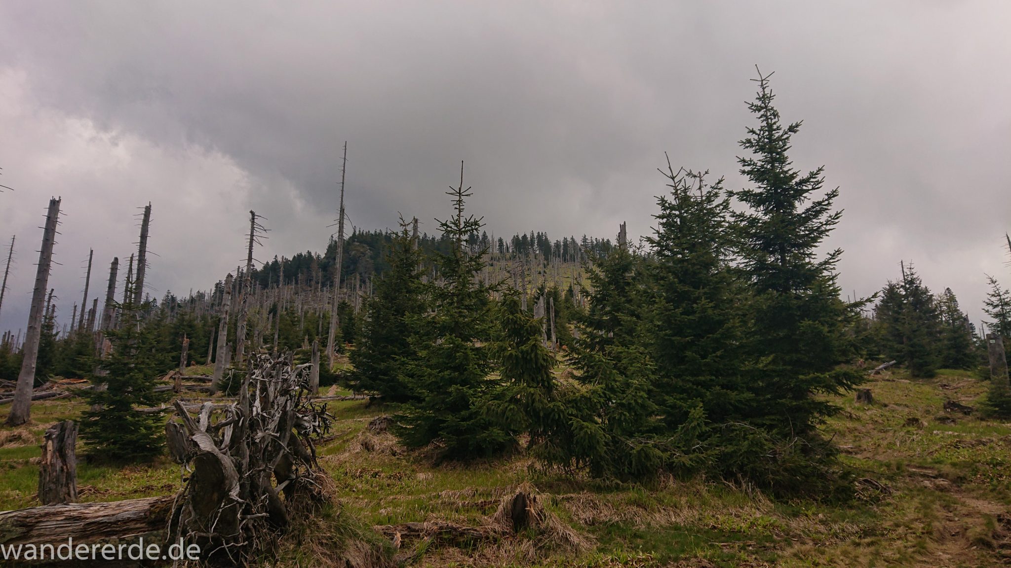 Wanderung Großer Rachel im Nationalpark Bayerischer Wald, Start Parkplatz Oberfrauenau, abwechslungsreicher Wanderweg, umgefallene Bäume werden liegen gelassen, Zerstörung einiger Waldgebiete durch den Borkenkäfer