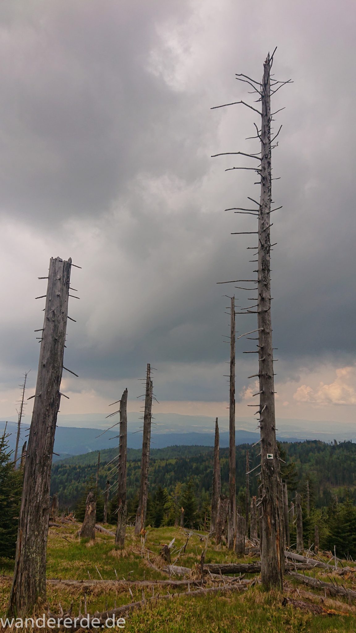 Wanderung Großer Rachel im Nationalpark Bayerischer Wald, Start Parkplatz Oberfrauenau, abwechslungsreicher Wanderweg, umgefallene Bäume werden liegen gelassen, Zerstörung einiger Waldgebiete durch den Borkenkäfer, weite Aussicht auf großes Waldgebiet