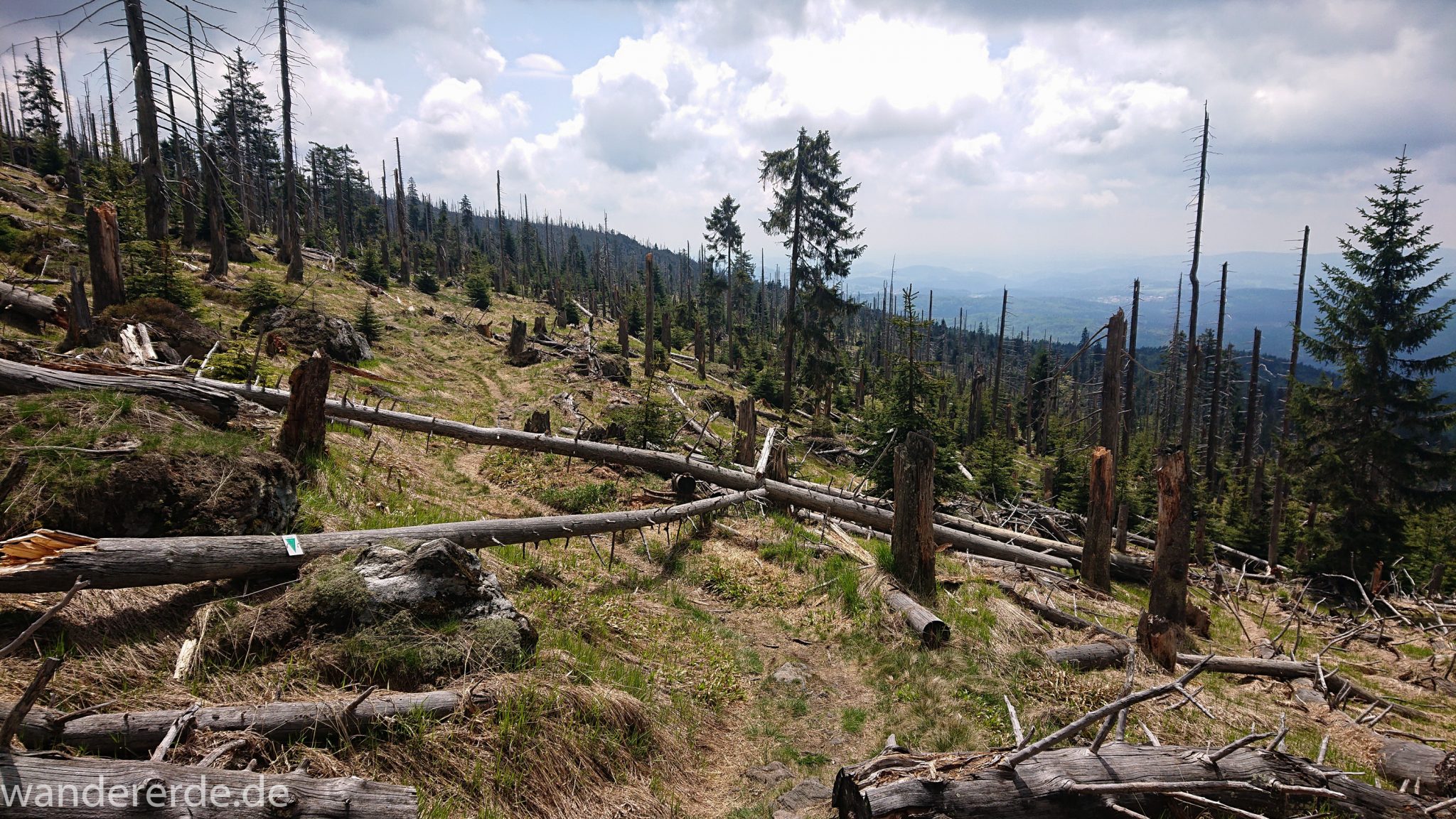 Wanderung Großer Rachel im Nationalpark Bayerischer Wald, Start Parkplatz Oberfrauenau, abwechslungsreicher Wanderweg, schmaler Pfad, umgefallene Bäume werden liegen gelassen, Zerstörung einiger Waldgebiete durch den Borkenkäfer, weite Aussicht auf großes Waldgebiet