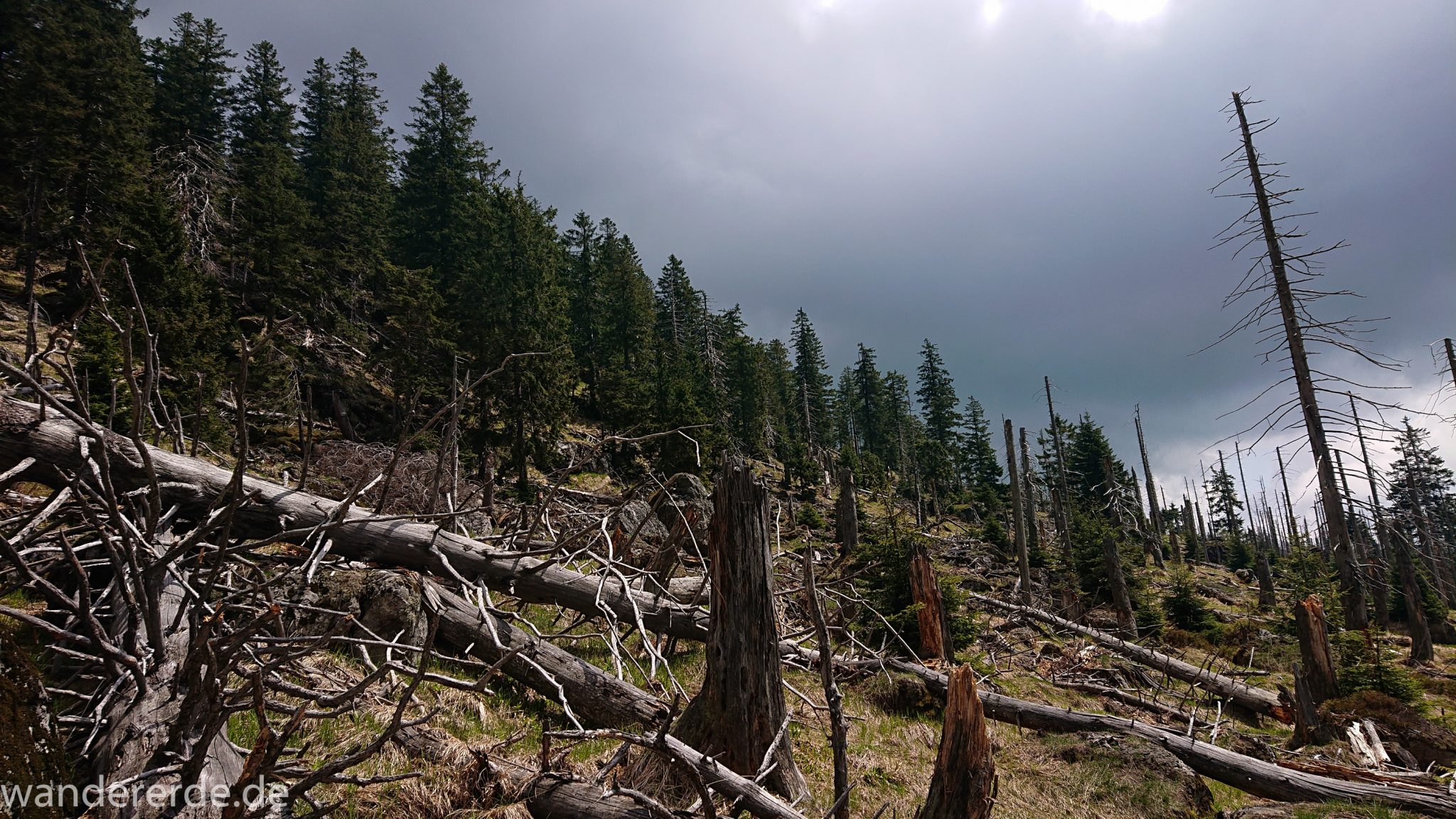 Wanderung Großer Rachel im Nationalpark Bayerischer Wald, Start Parkplatz Oberfrauenau, abwechslungsreicher Wanderweg, schmaler Pfad, umgefallene Bäume werden liegen gelassen, Zerstörung einiger Waldgebiete durch den Borkenkäfer